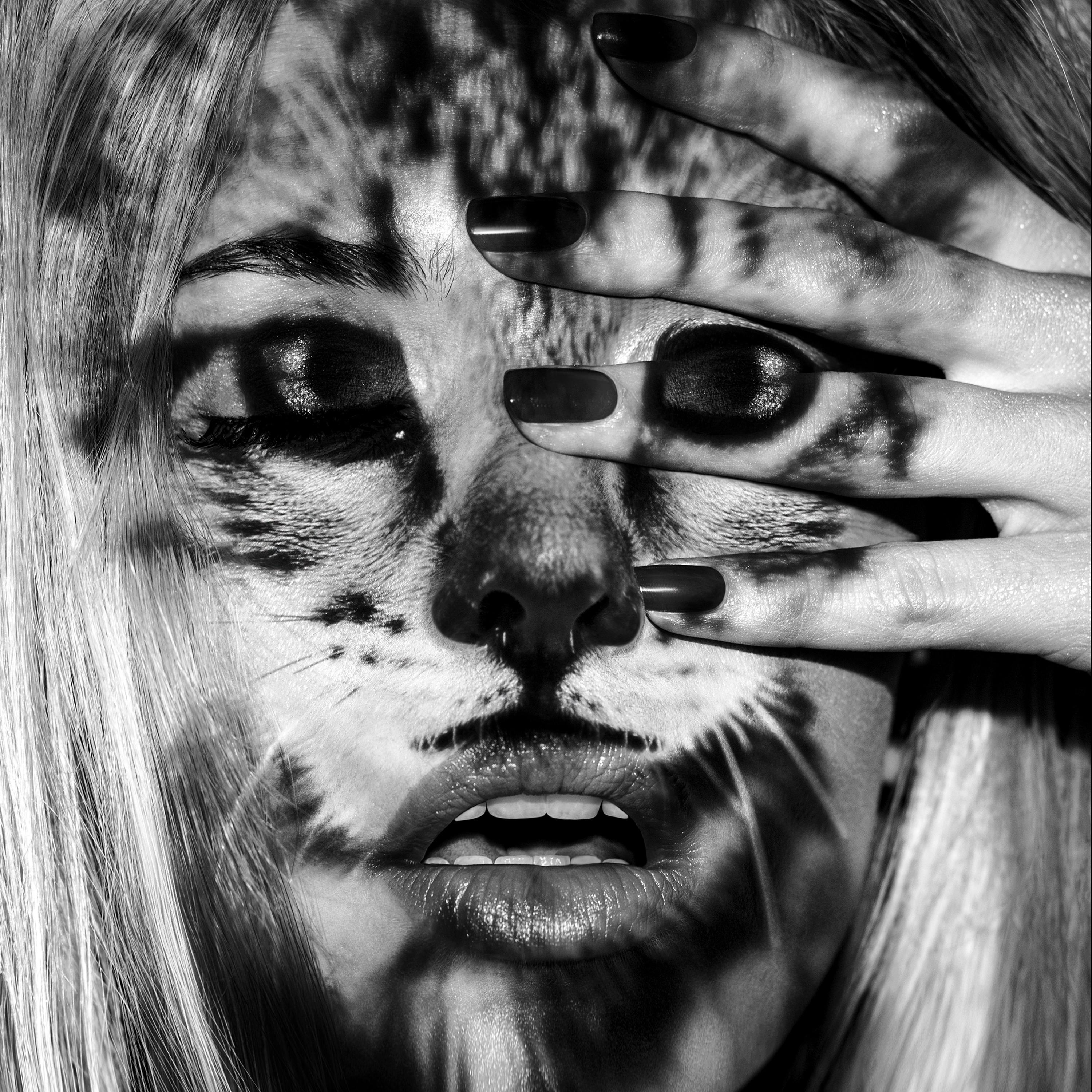 "Wild Cats WC03" Fotografia 40" x 40" in edizione 1/10 di Giuliano Bekor
