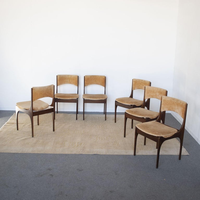 Set of six teak wood chairs with original camel-colored velvet upholstery. Beatrice model, designer Giuseppe Gibelli for Sormani in the 1960s.
