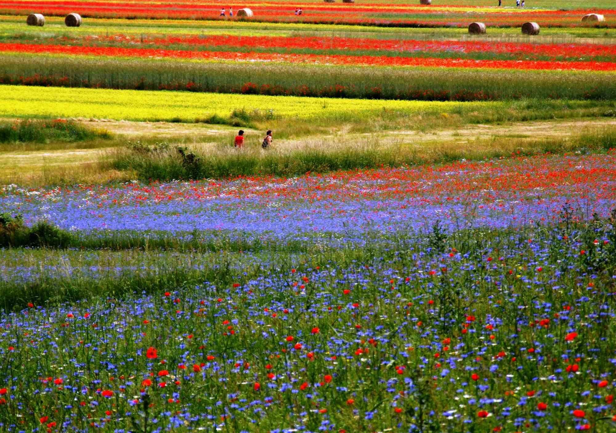 Eden is one of the best photo on canvas realized by Giuseppe Marani in 2010.

Always passionate about landscapes and photography, the artist then devoted himself to landscaping. He greatly admires the beauty of the landscapes of Castelluccio di