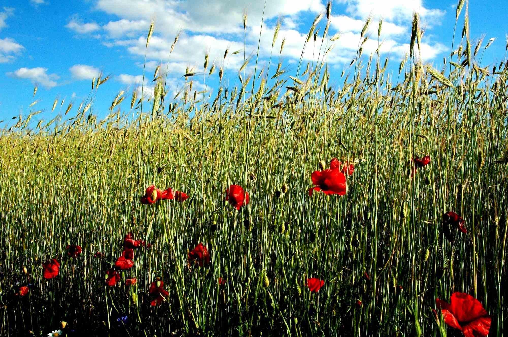 Photographie à pointes rouges de Giuseppe Marani, années 2010