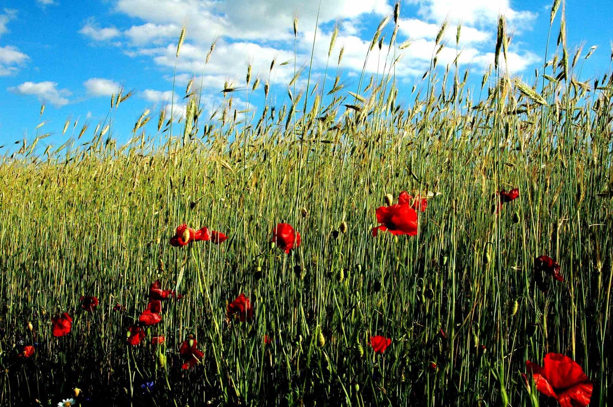 Red Spike is one of the best photo on canvas realized by Giuseppe Marani in 2010.

Always passionate about landscapes and photography, the artist then devoted himself to landscaping. He greatly admires the beauty of the landscapes of Castelluccio di