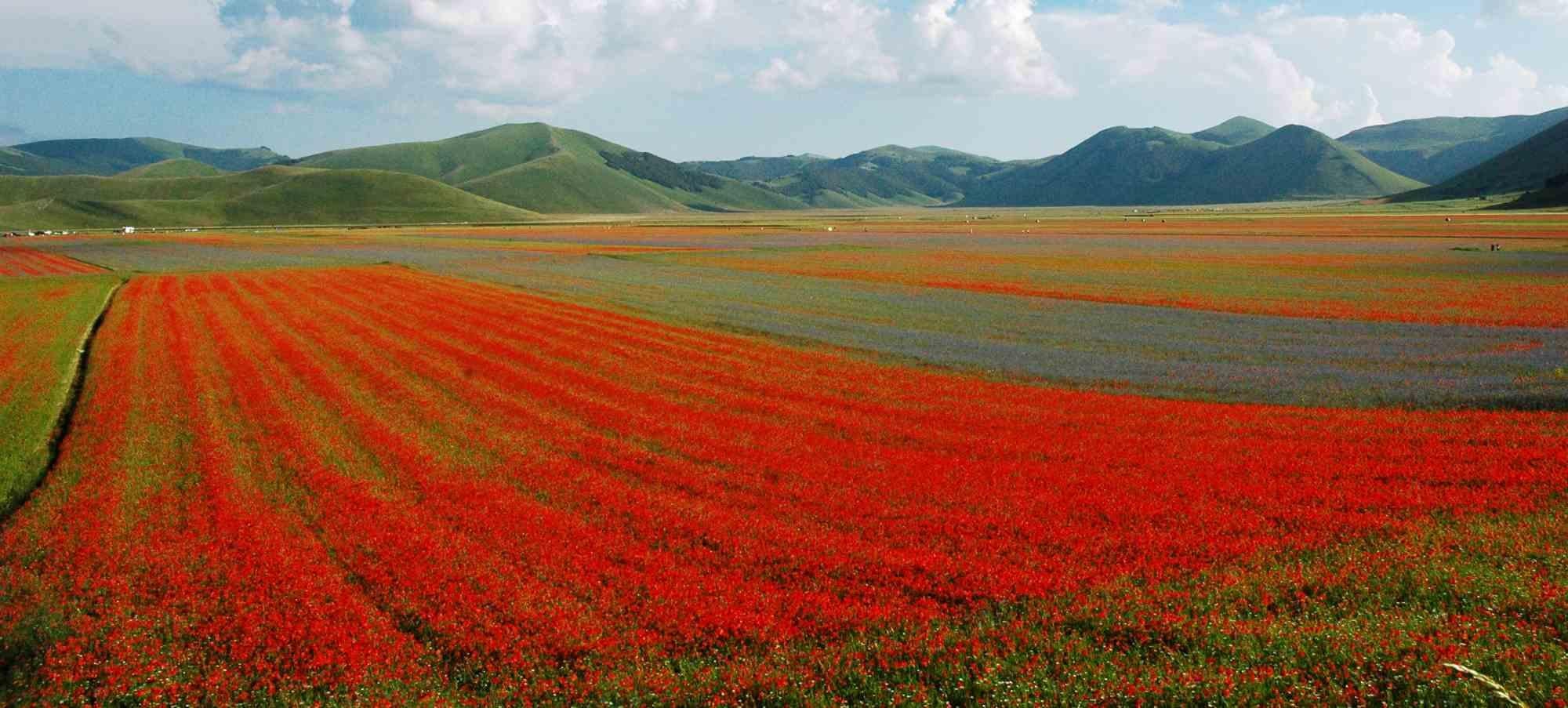 Red Stripes is one of the best photo on canvas realized by Giuseppe Marani in 2010.

Always passionate about landscapes and photography, the artist then devoted himself to landscaping. He greatly admires the beauty of the landscapes of Castelluccio