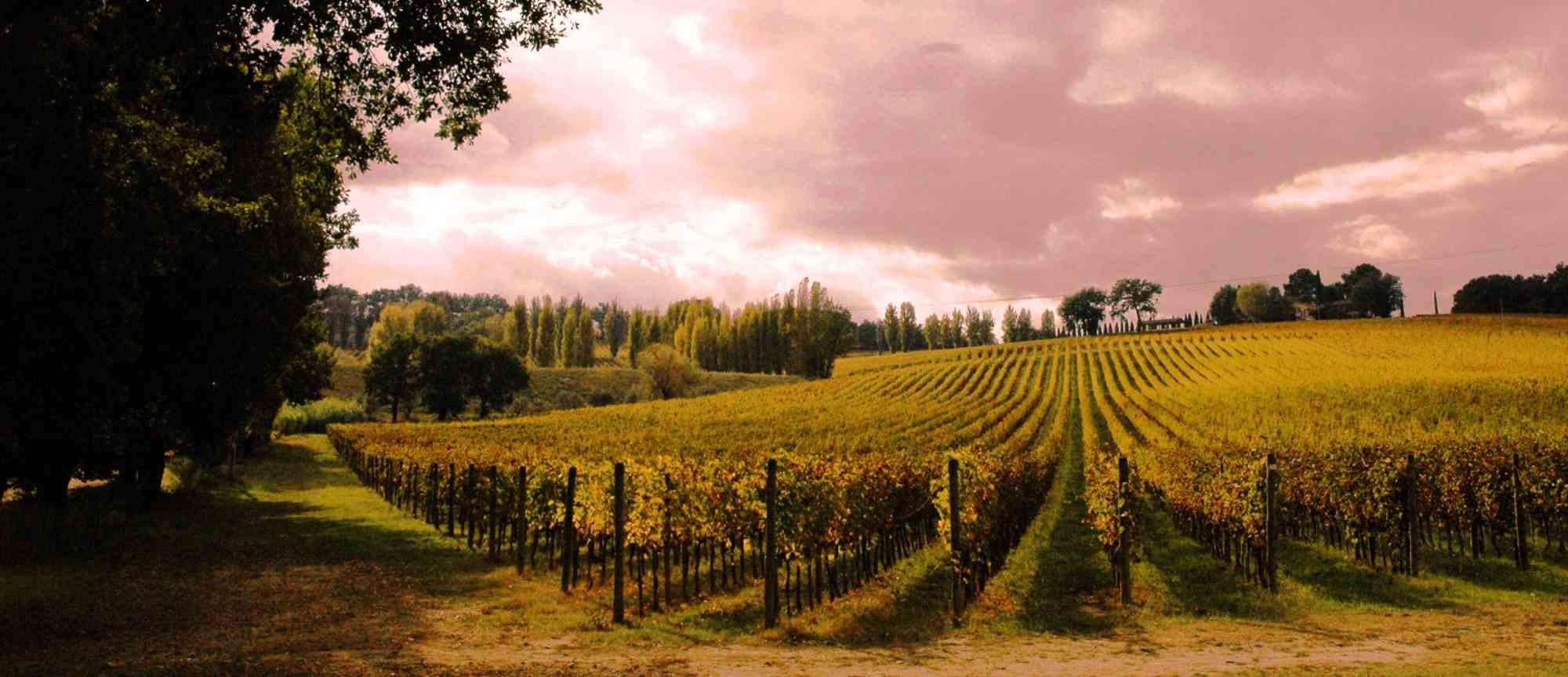 The grandfather's vineyard is one of the best photo on canvas realized by Giuseppe Marani in 2010.

Always passionate about landscapes and photography, the artist then devoted himself to landscaping. He greatly admires the beauty of the landscapes