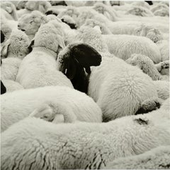 U5037 - Giuseppe Umberto Cavaliere Farmhouse Silver Gelatin Print  Baryta Paper