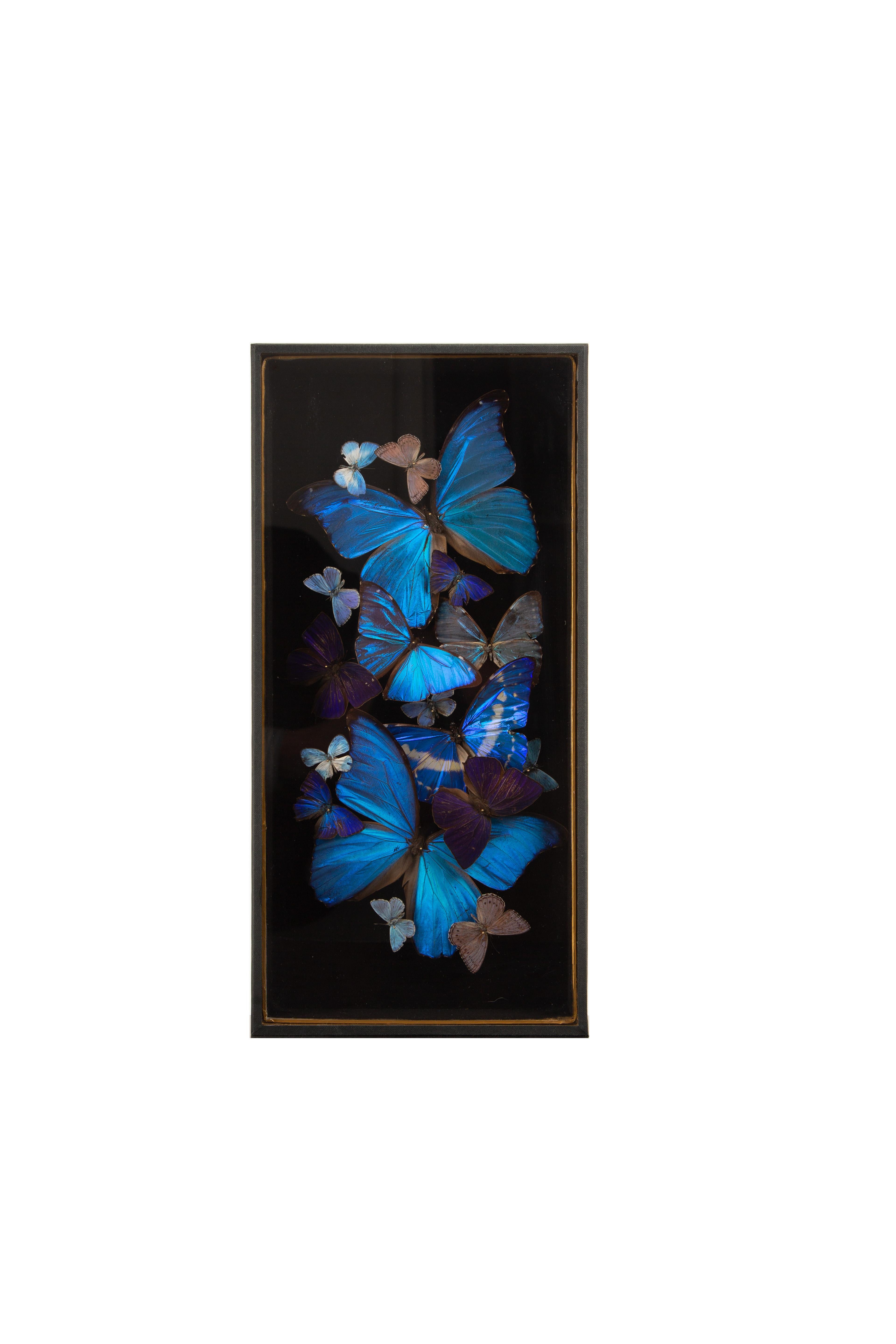 Glacier, de l'artiste contemporain Hasharat, est une composition entomologique hypnotique mettant en scène diverses espèces de papillons Morphos d'un bleu vif, disposés dans un tableau vertical en cascade. Placées dans un coffret en bois noir de 8
