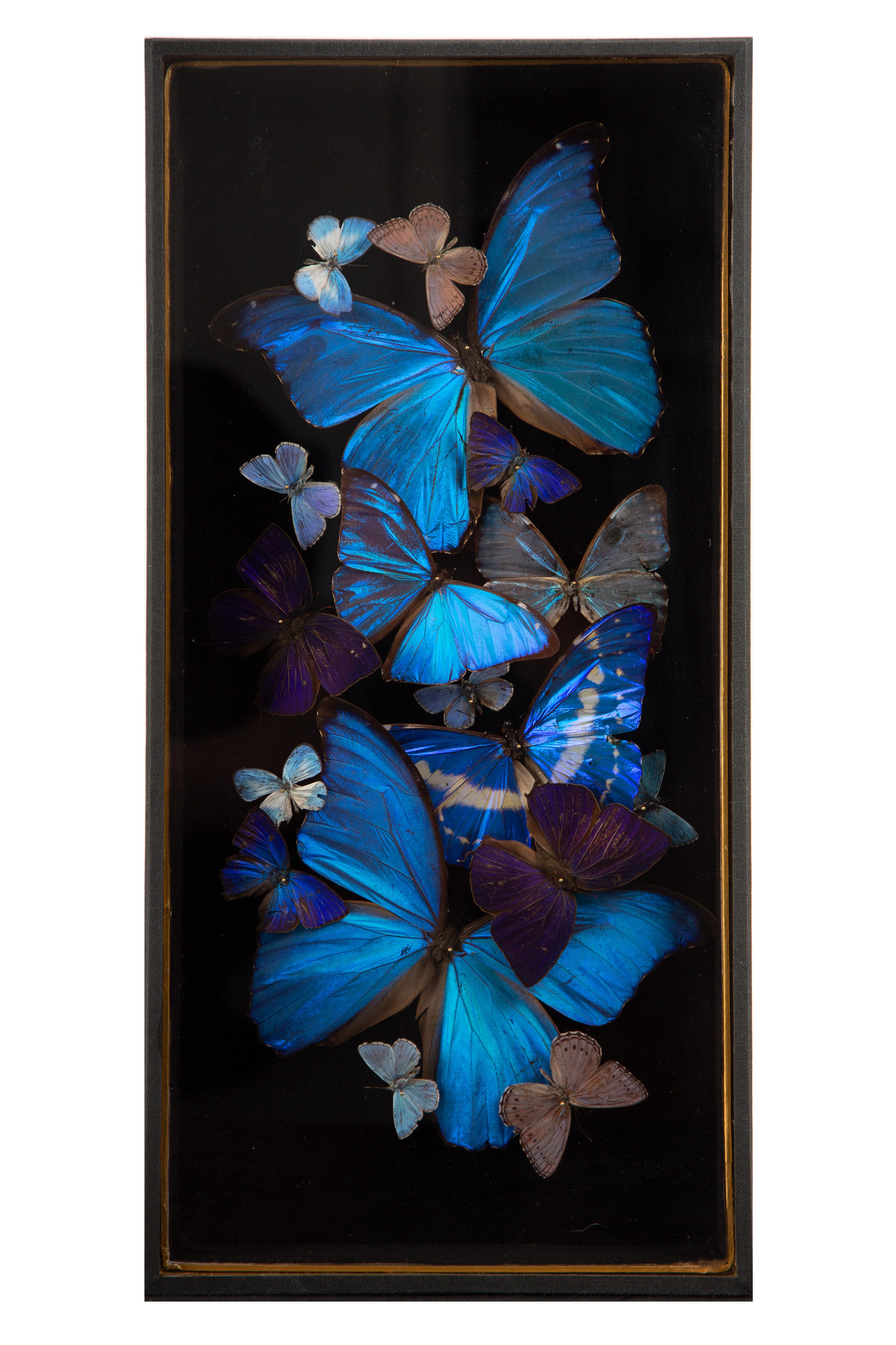 Américain Glacier - Composition de papillons Morphos irisés par Hasharat en vente