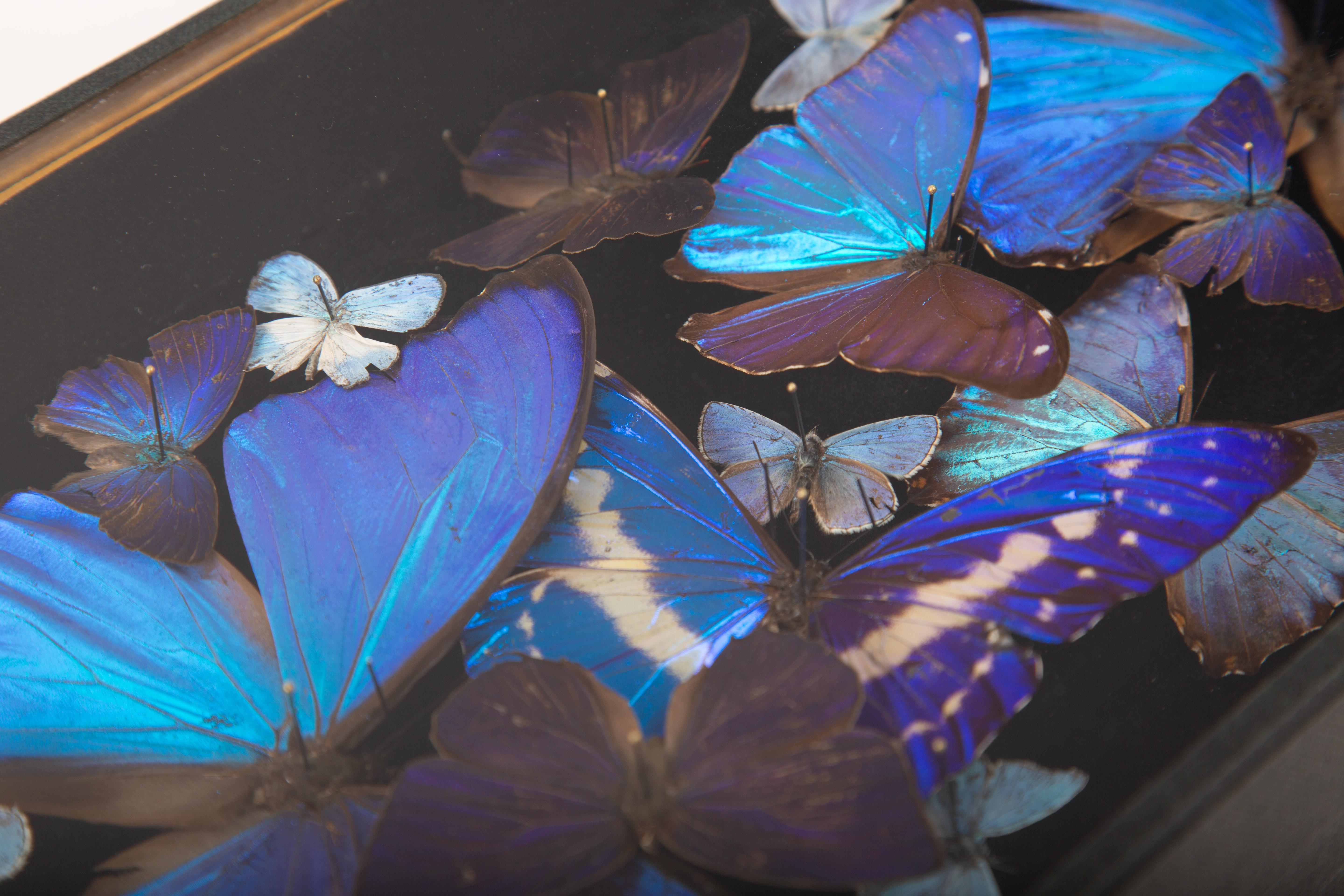 Glacier - Composition de papillons Morphos irisés par Hasharat Neuf - En vente à New York, NY