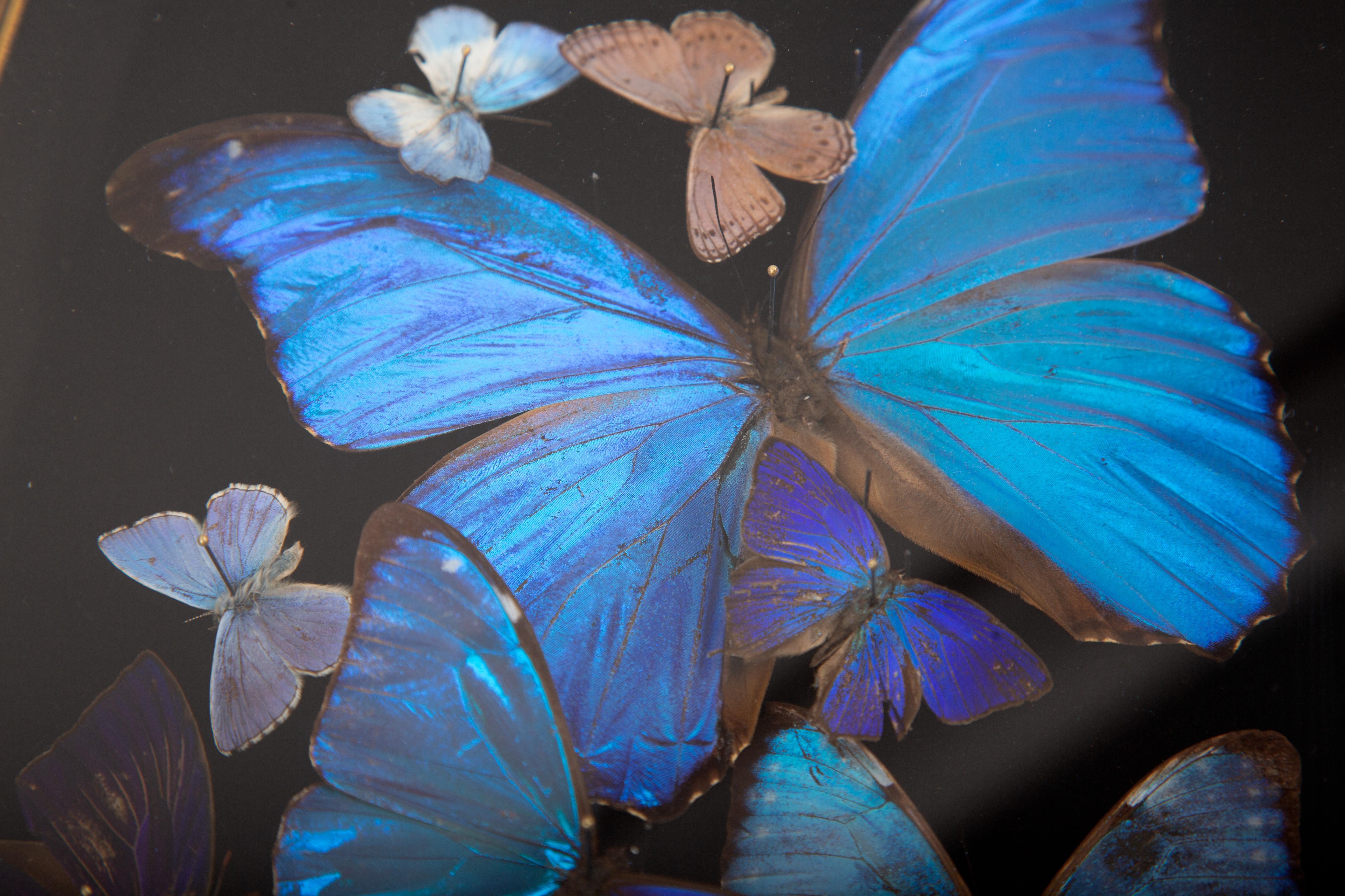XXIe siècle et contemporain Glacier - Composition de papillons Morphos irisés par Hasharat en vente