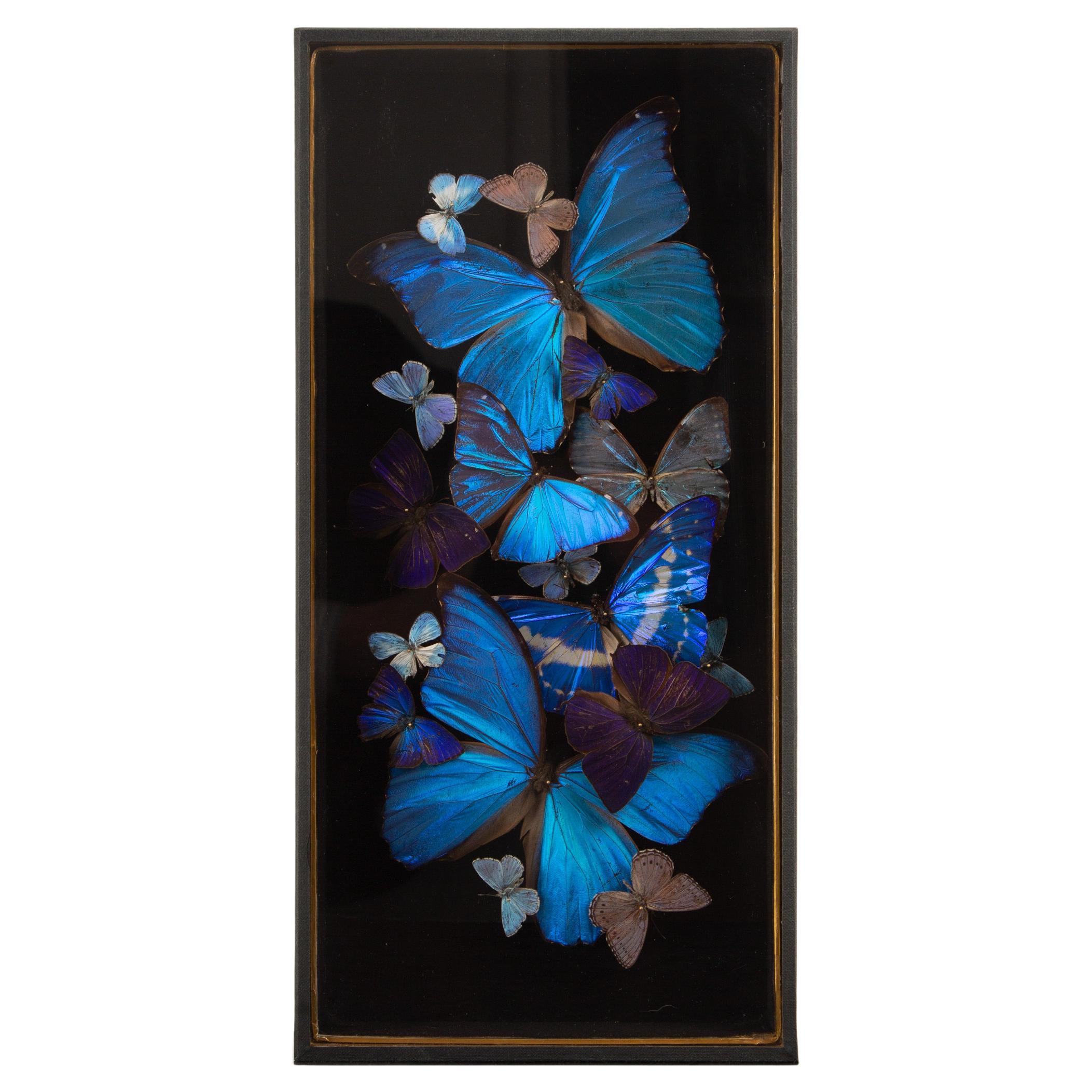 “Glacier” – Iridescent Morpho Butterfly Composition by Hasharat