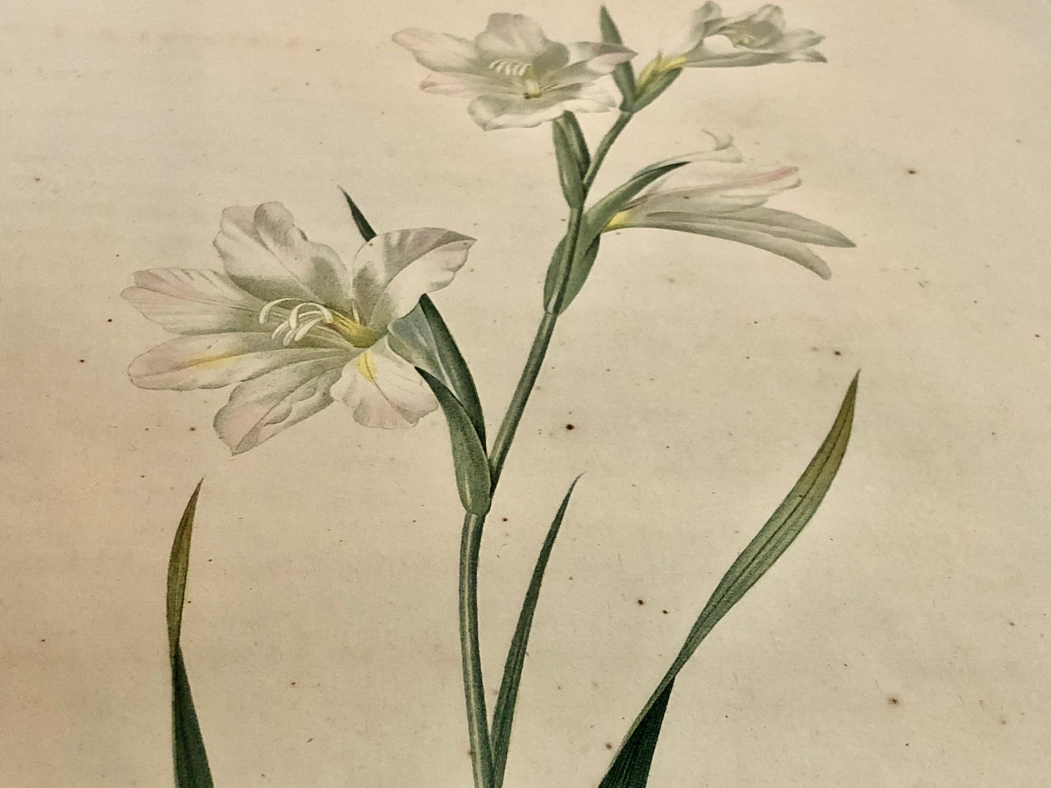 Gladiolus Carnelus Hand Painted Colored Engraving Signed P.J. Redoute For Sale 2
