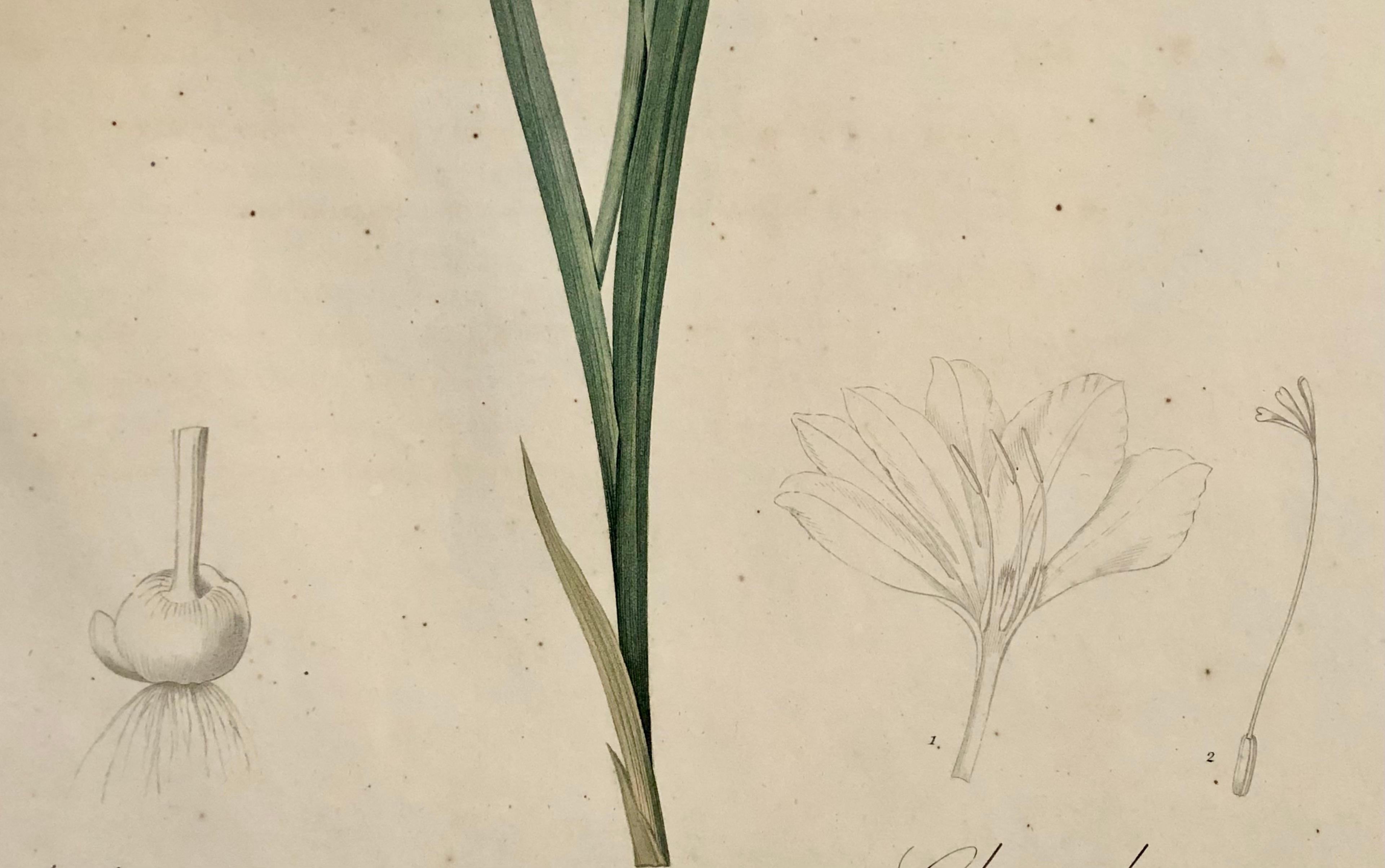 Gladiolus Carnelus Hand Painted Colored Engraving Signed P.J. Redoute For Sale 3