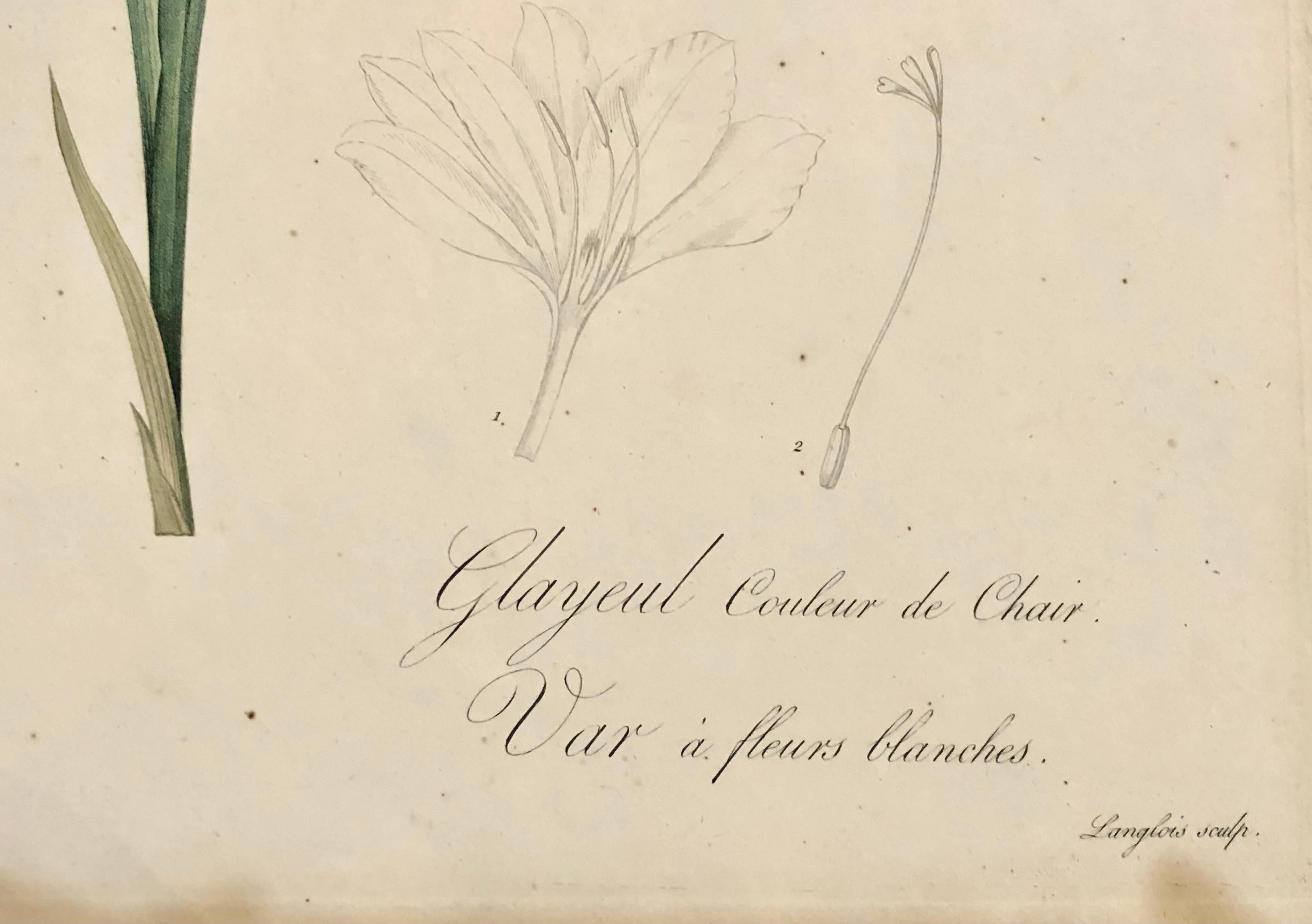Gladiolus Carnelus, handbemalte farbige Gravur, signiert P.J. Redoute im Angebot 4