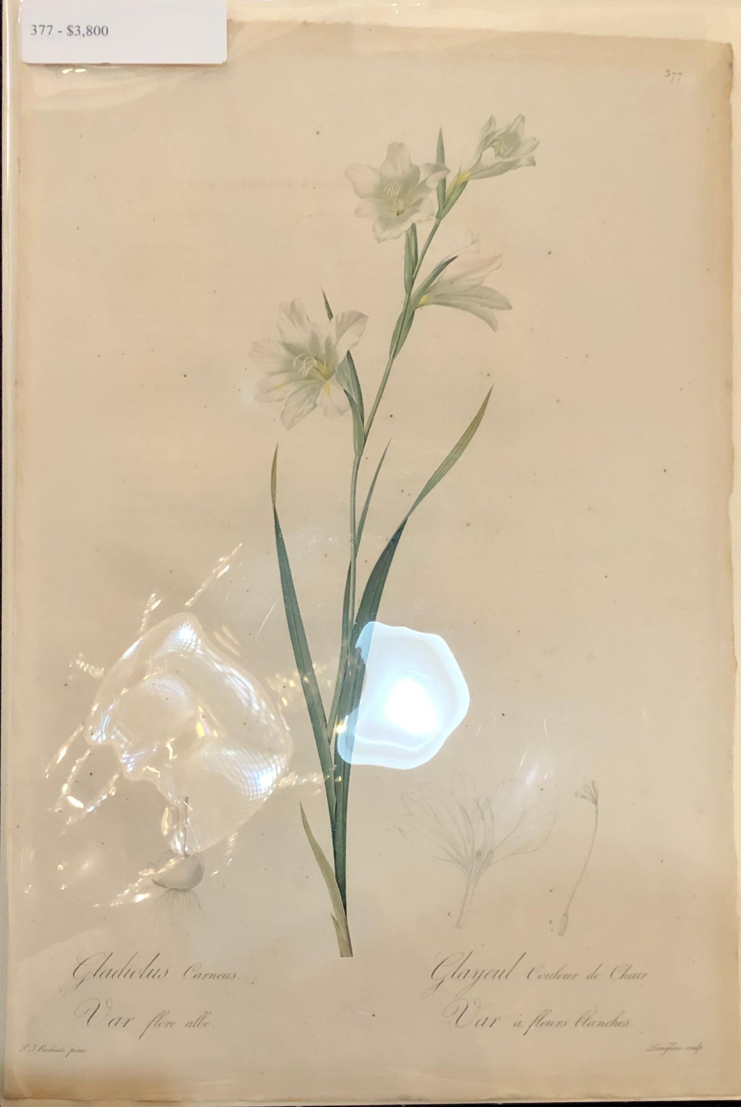 Gladiolus Carnelus Hand Painted Colored Engraving Signed P.J. Redoute For Sale 6