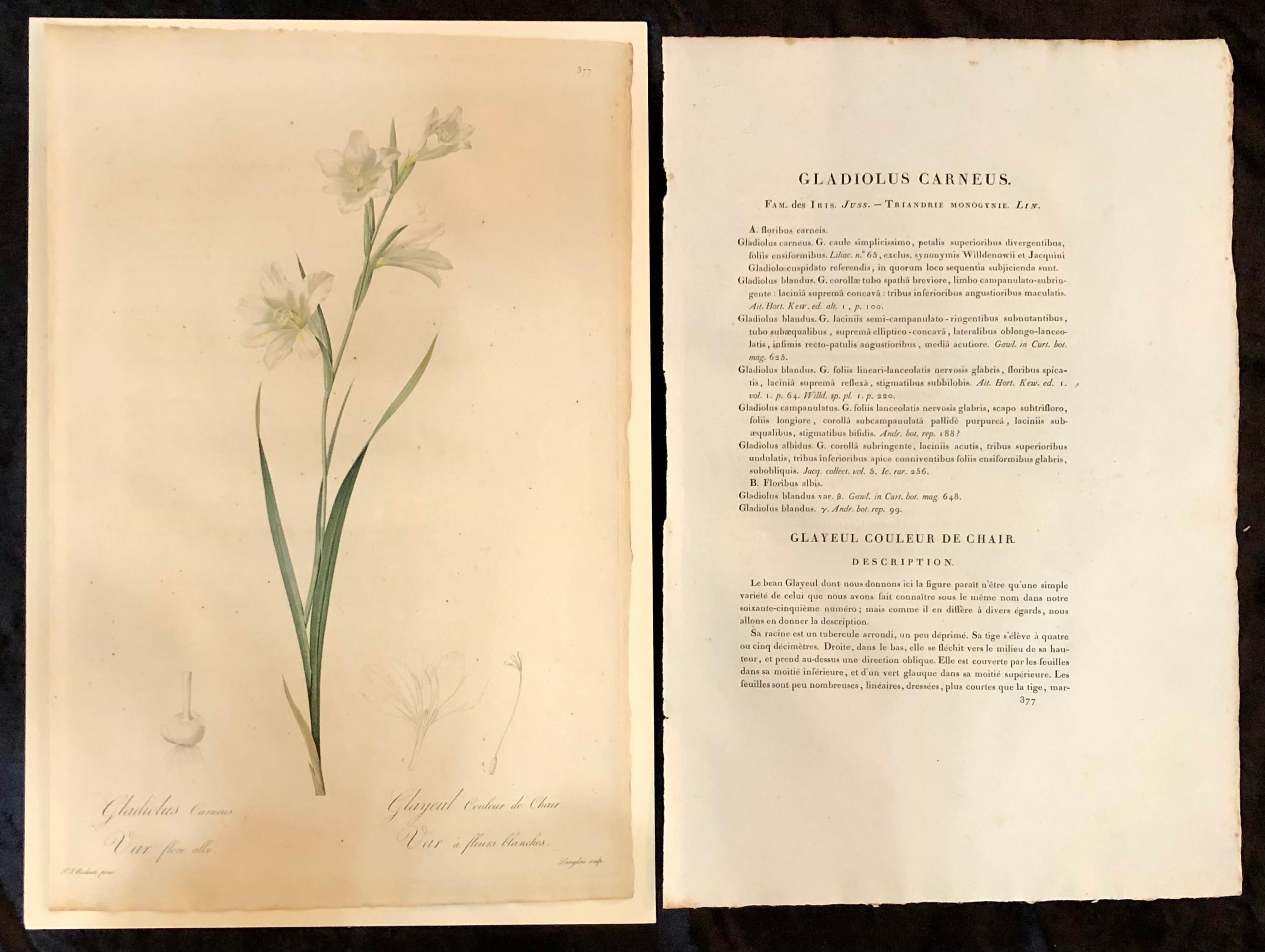 Gladiolus Carnelus hand painted colored engraving signed P.J. Redoute. 

One of a set of large and impressive well painted set of nine floral works each having history and literature on reverse. 
The highest peak of Redoute's artistic and