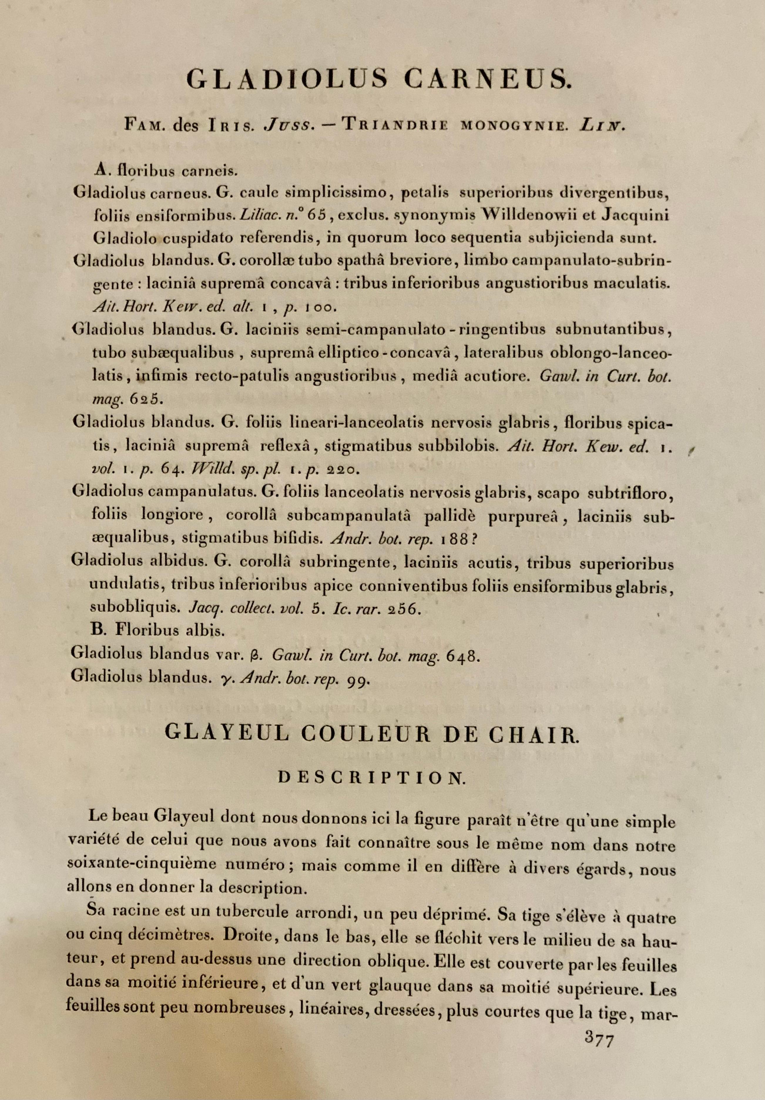 Gladiolus Carnelus, handbemalte farbige Gravur, signiert P.J. Redoute (Minimalistisch) im Angebot
