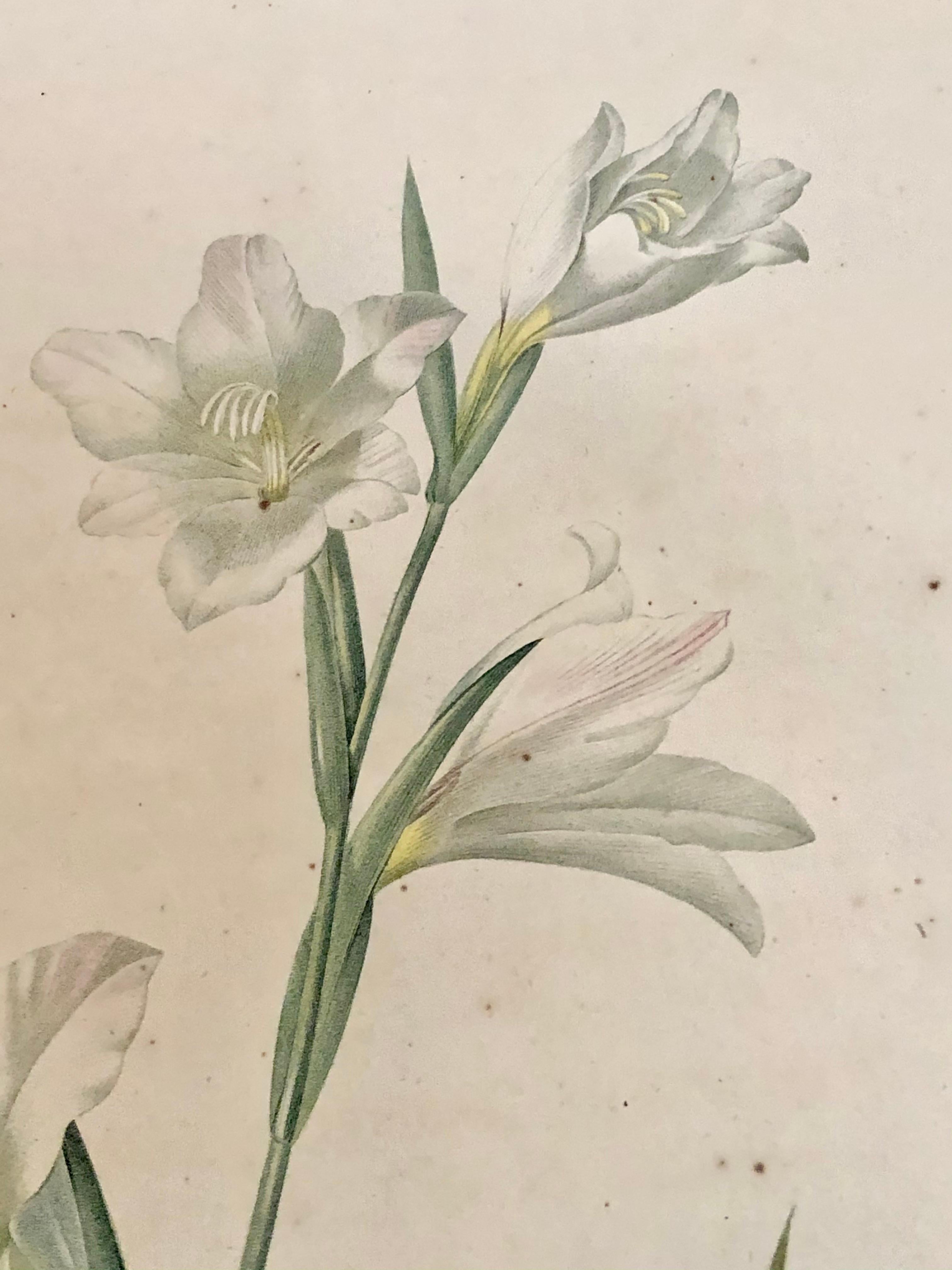19th Century Gladiolus Carnelus Hand Painted Colored Engraving Signed P.J. Redoute For Sale