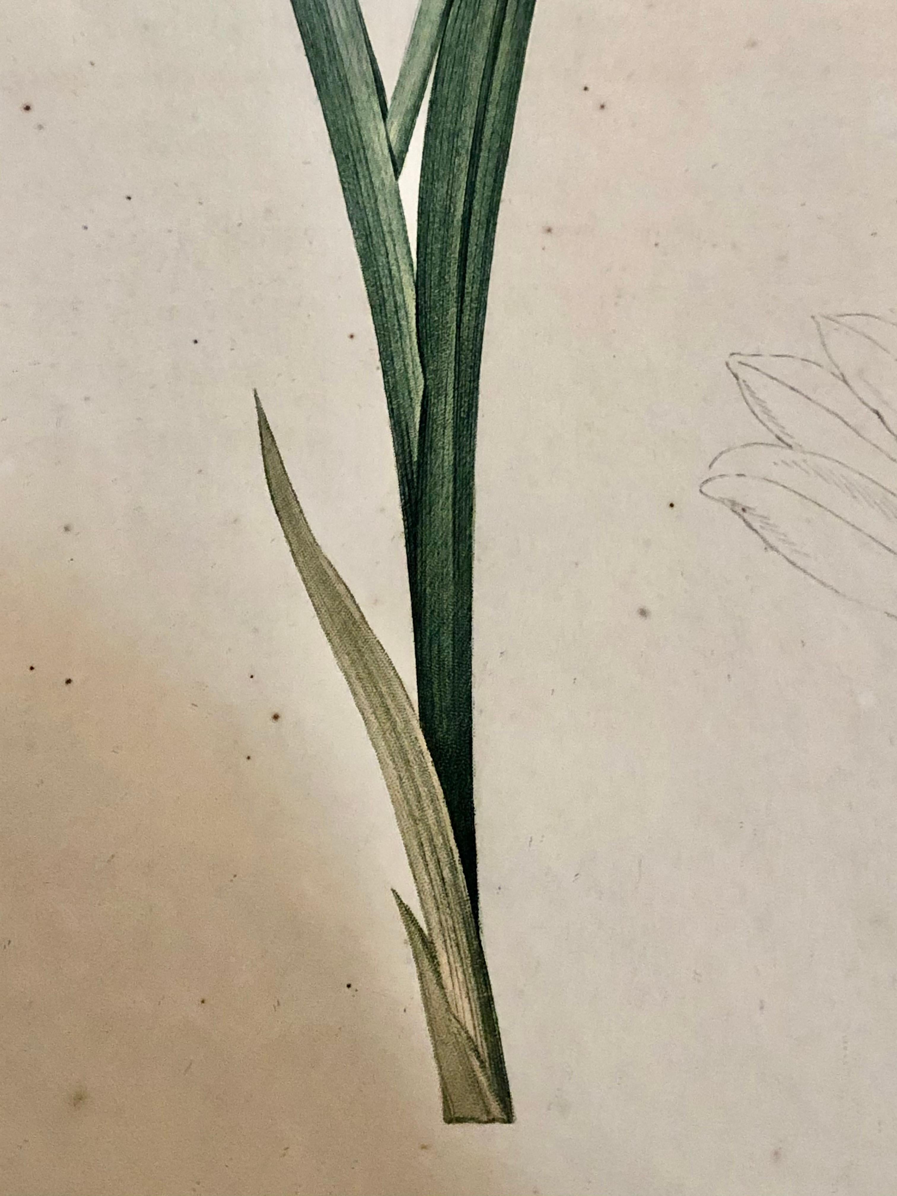 Gladiolus Carnelus Hand Painted Colored Engraving Signed P.J. Redoute For Sale 1
