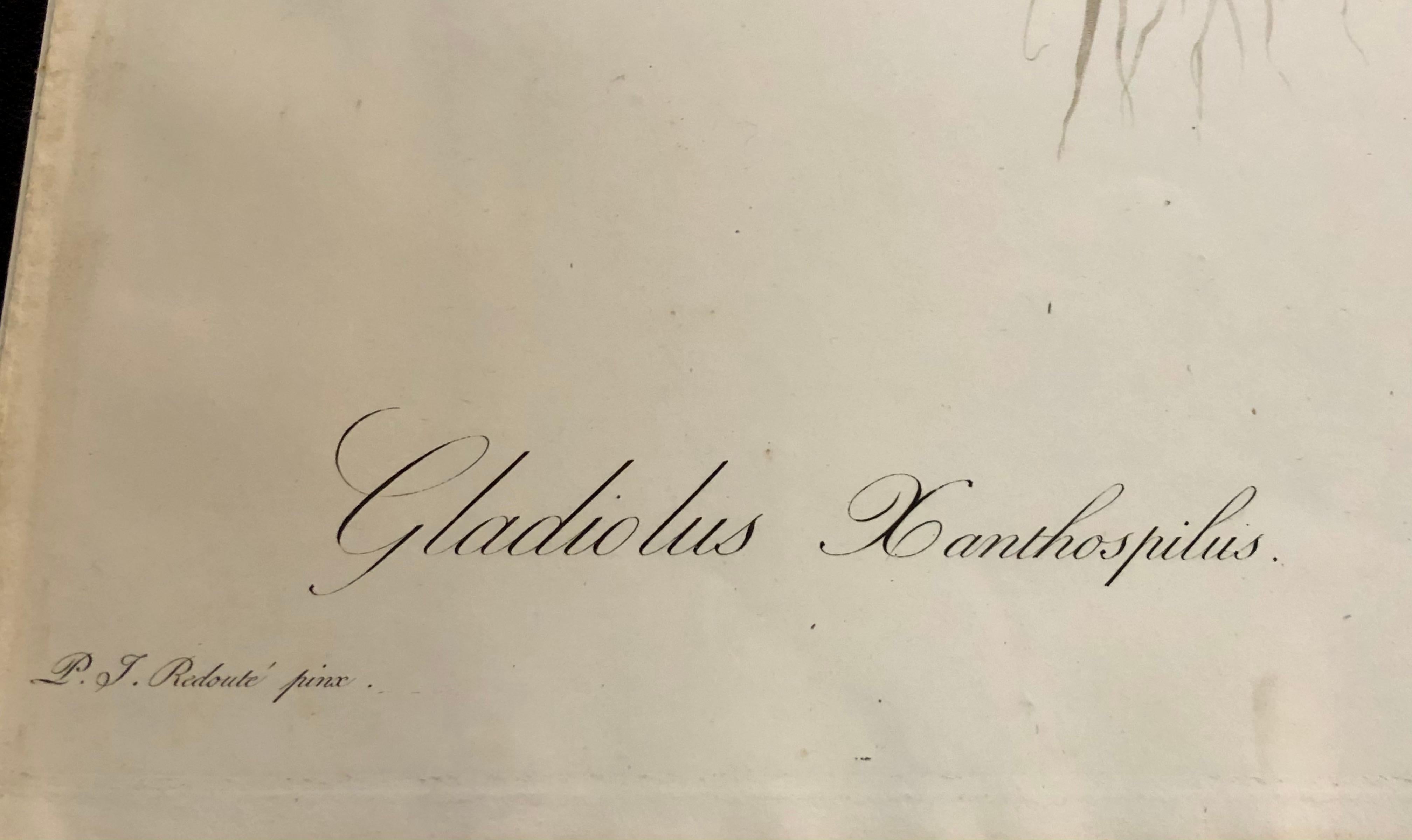 Gladious Xanthospilus Hand Colored Engraving Signed P.J. Redoute & Numbered 2