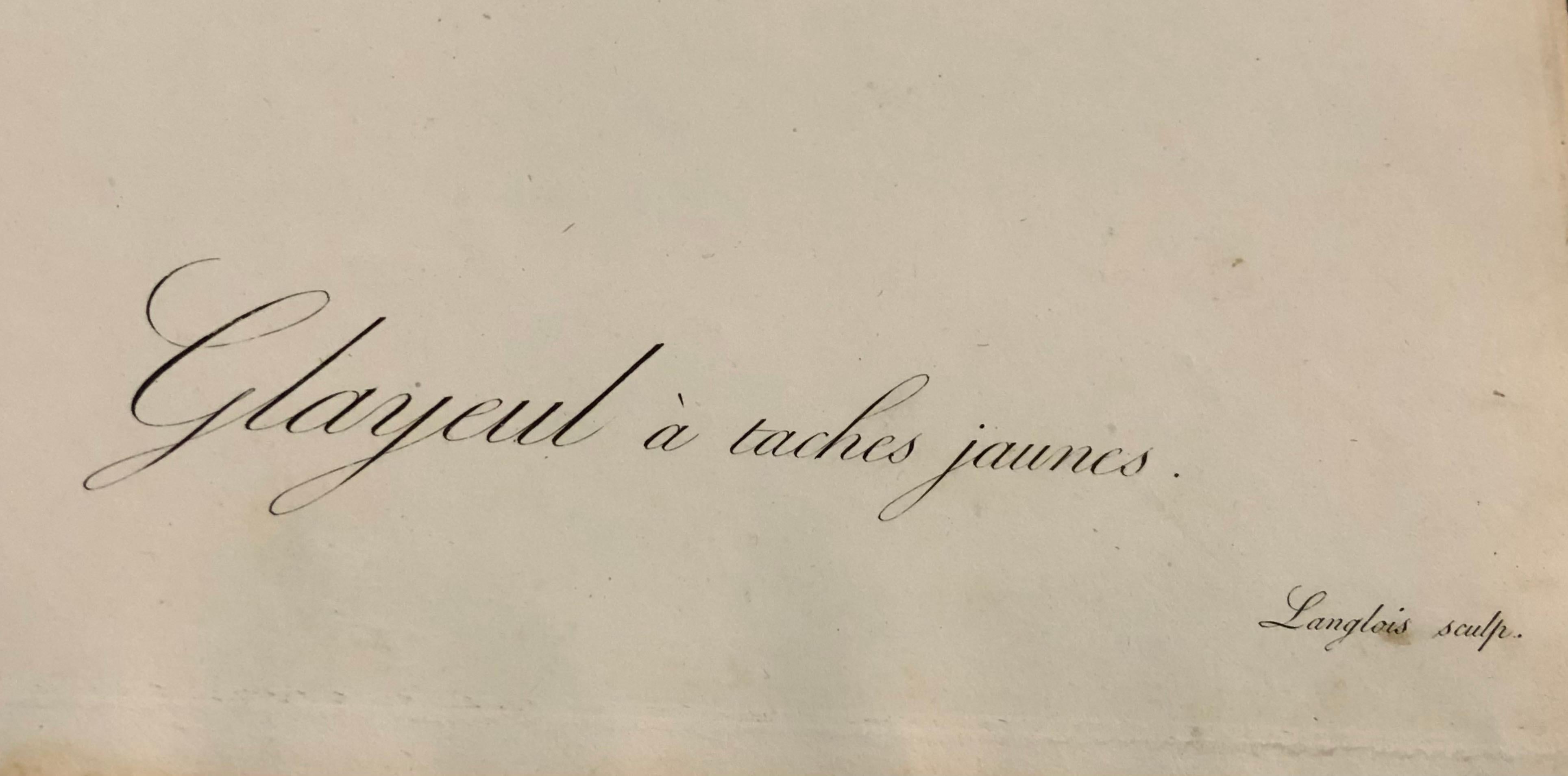 Gladious Xanthospilus Hand Colored Engraving Signed P.J. Redoute & Numbered 3
