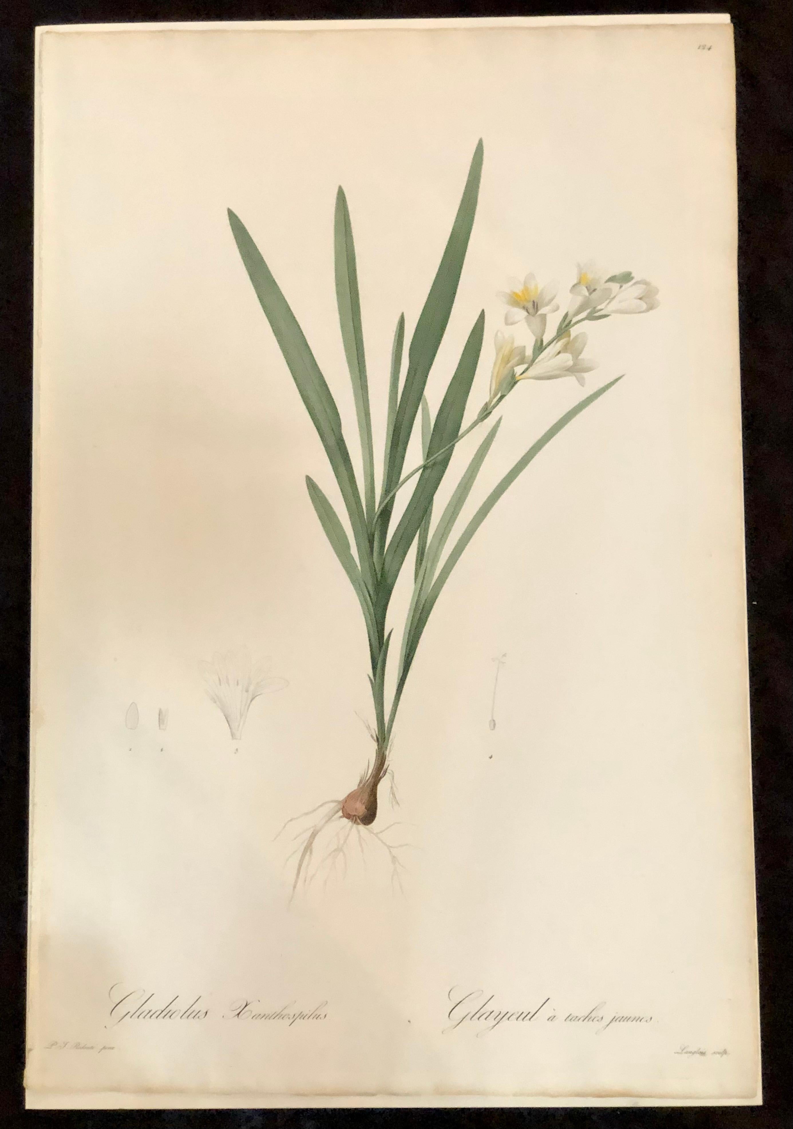Gladious Xanthospilus hand colored engraving signed and numbered P.J. Redoute. One of a set of large and impressive well painted set of nine floral works each having history and literature on reverse.
The highest peak of Redoute's artistic and