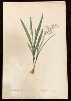 Gladious Xanthospilus Grabado coloreado a mano Firmado P.J. Redoute y numerada