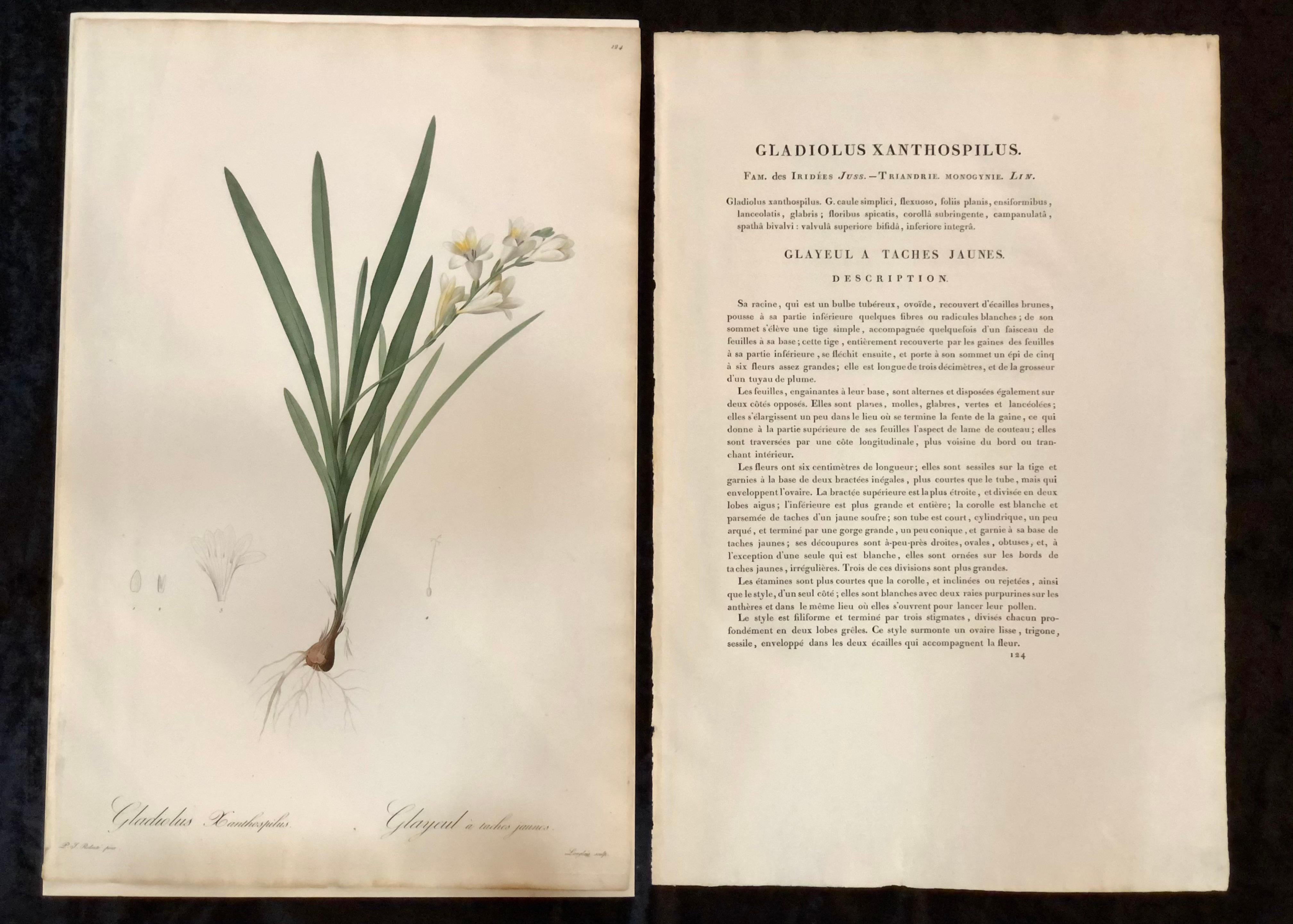 Minimalist Gladious Xanthospilus Hand Colored Engraving Signed P.J. Redoute & Numbered