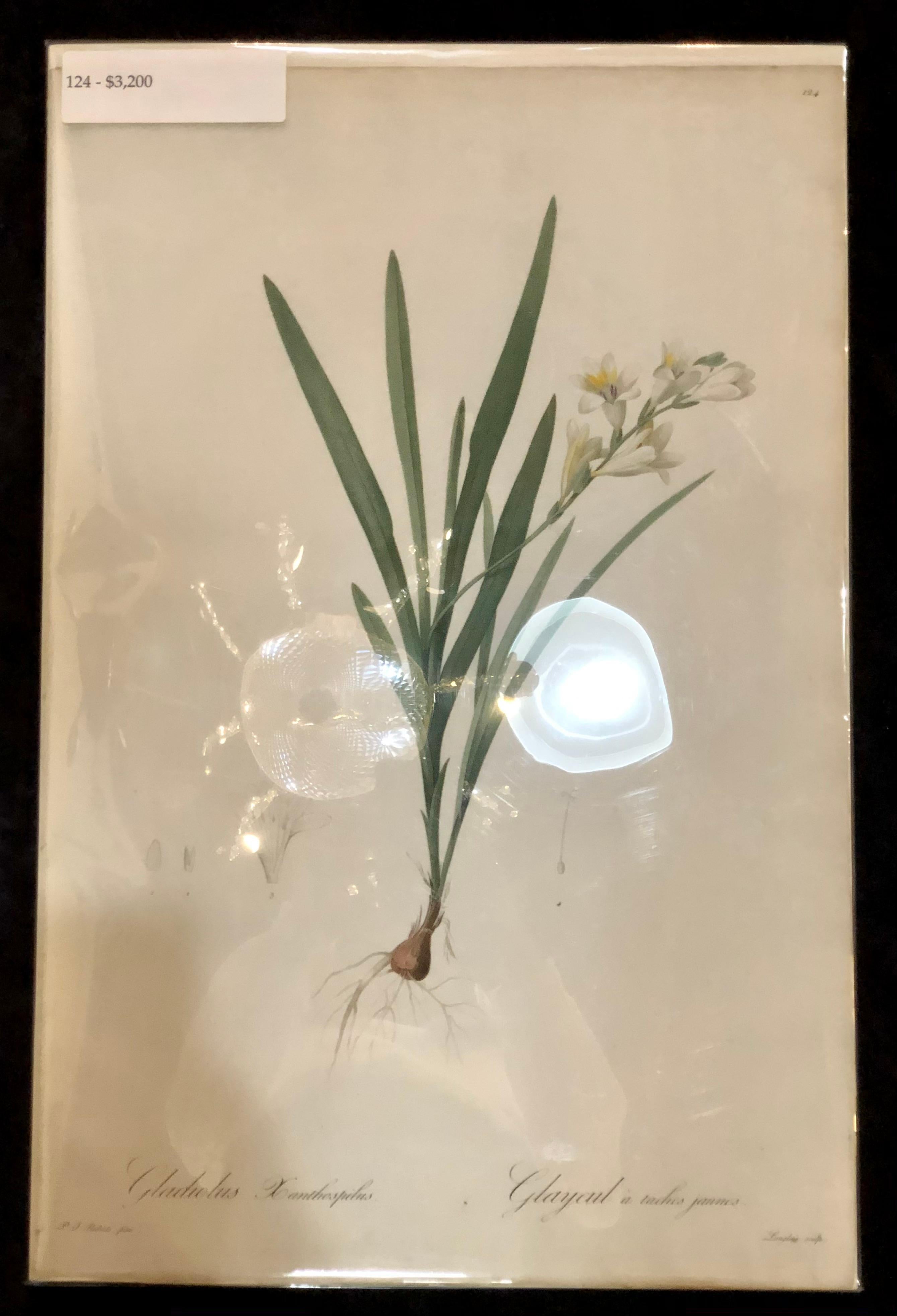 Hand-Painted Gladious Xanthospilus Hand Colored Engraving Signed P.J. Redoute & Numbered