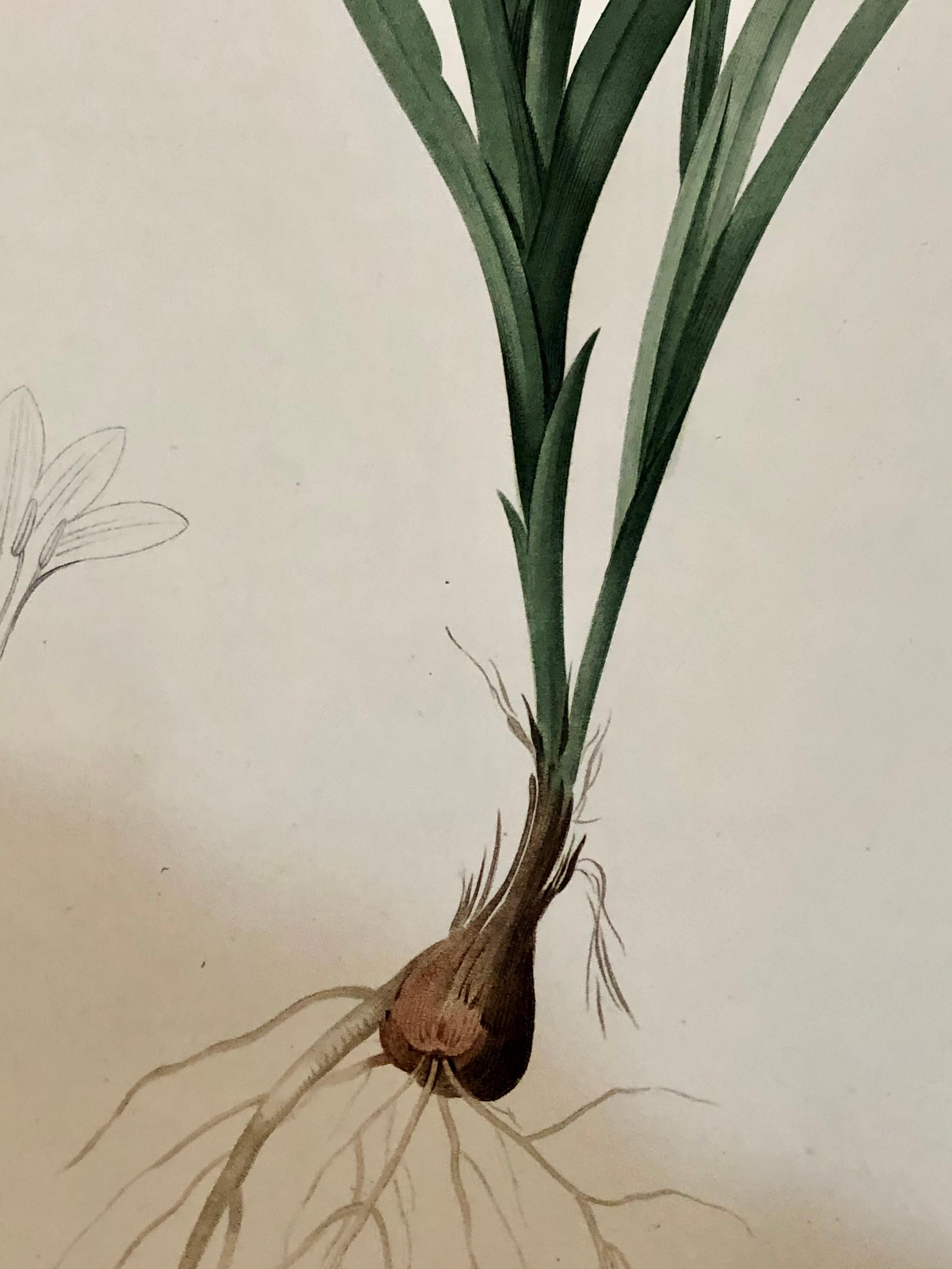 Gladious Xanthospilus Hand Colored Engraving Signed P.J. Redoute & Numbered In Good Condition In Manhasset, NY