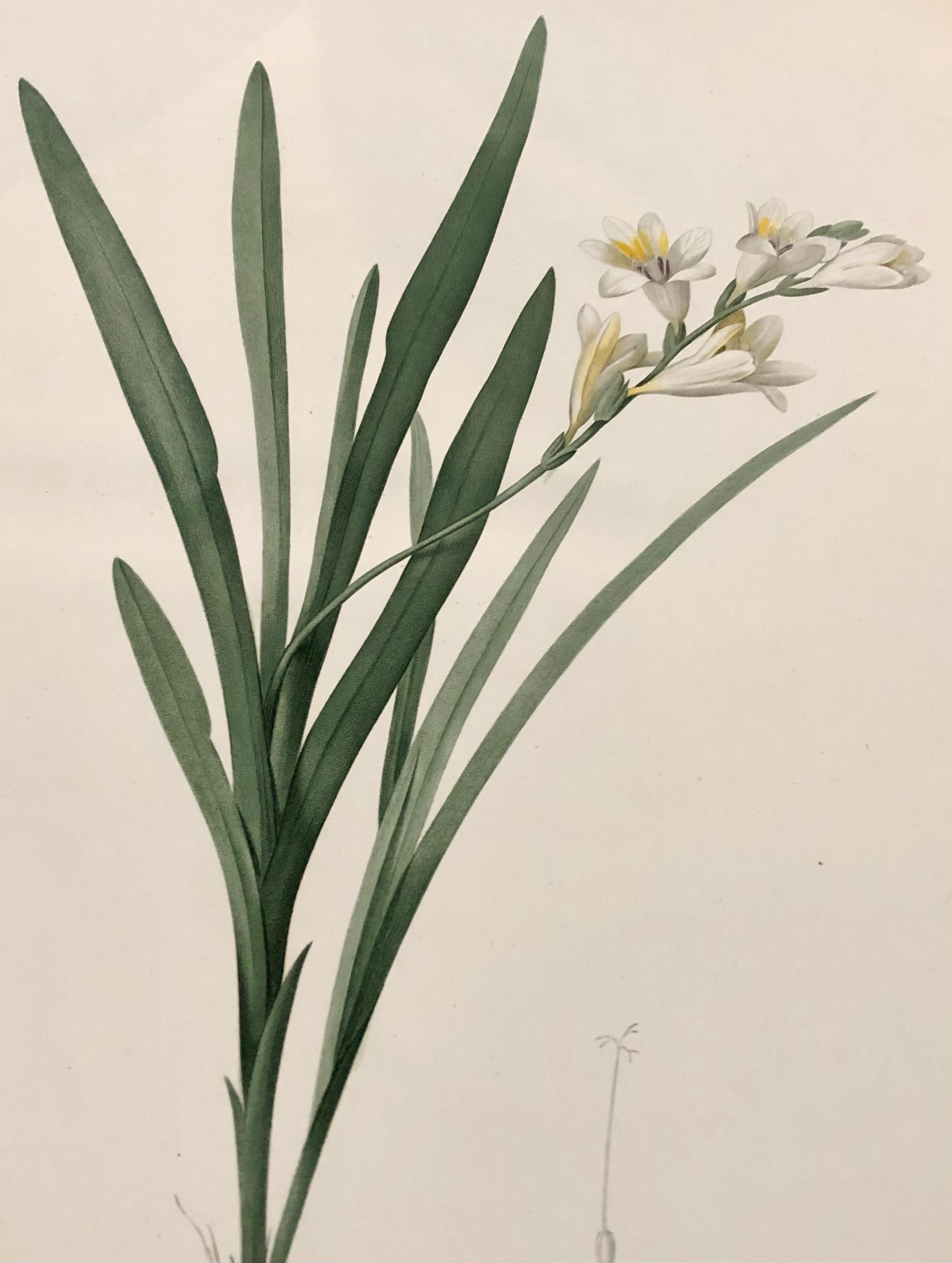 Early 19th Century Gladious Xanthospilus Hand Colored Engraving Signed P.J. Redoute & Numbered