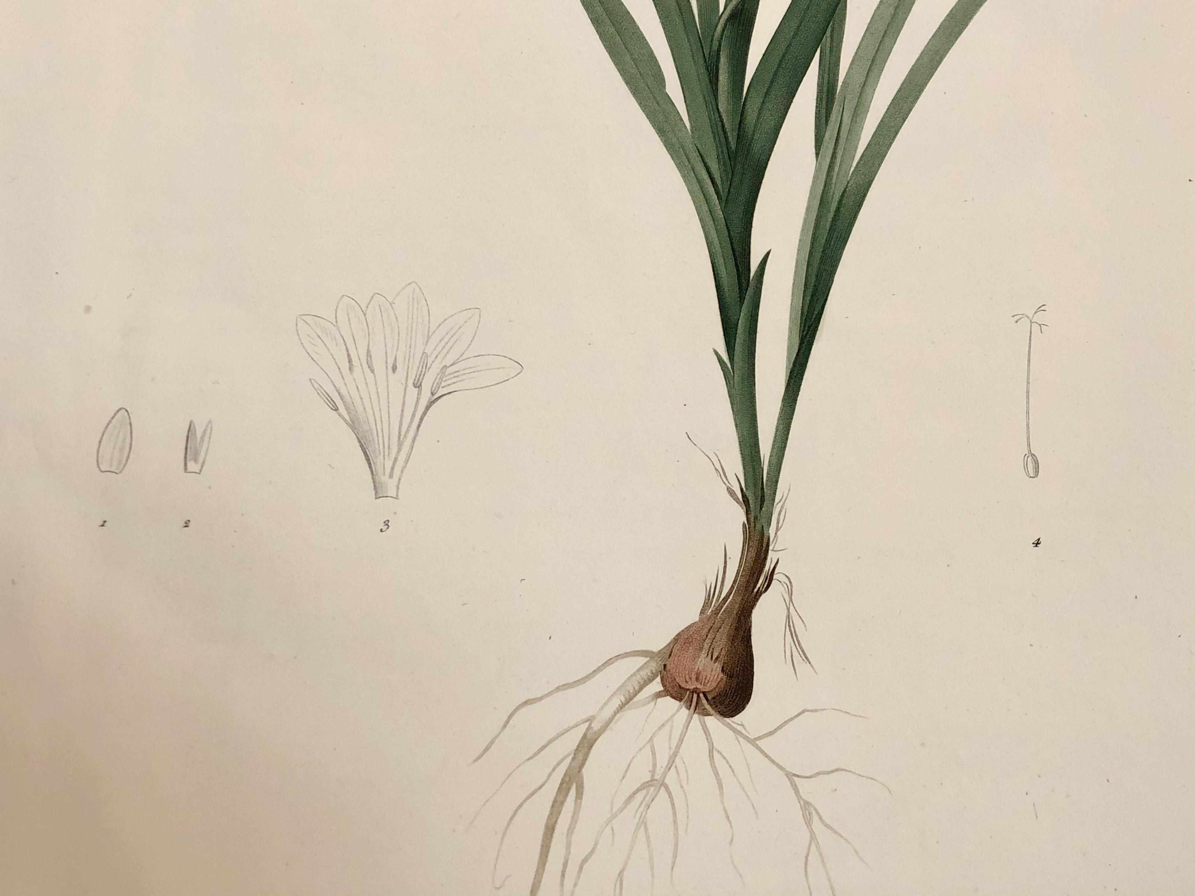 Paper Gladious Xanthospilus Hand Colored Engraving Signed P.J. Redoute & Numbered