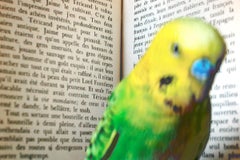 Verdi in Front of a Book (Verd devant un livre), France