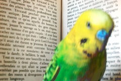 Verdi in Front of a Book (Verd devant un livre), France 