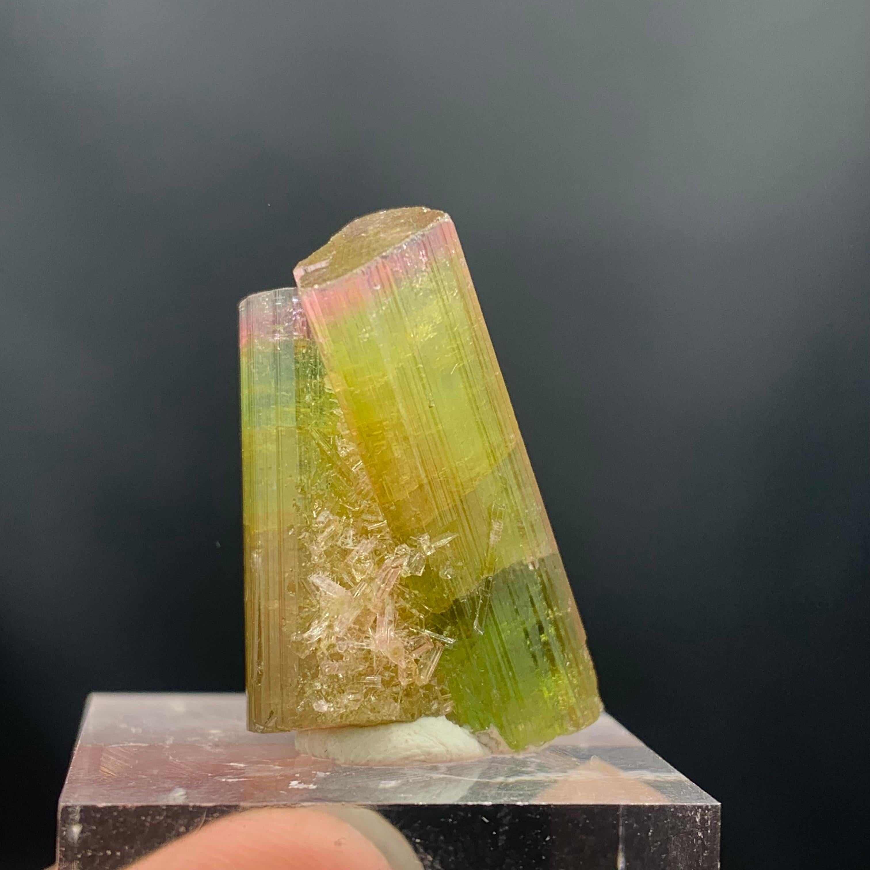 Adam Style Glamorous 46.05 Carat Tri Color Combined Tourmaline Specimen from Afghanistan  For Sale
