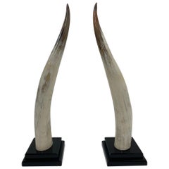 Glamorous Large Pair of Steer Horns on Black Lucite by Van Teal