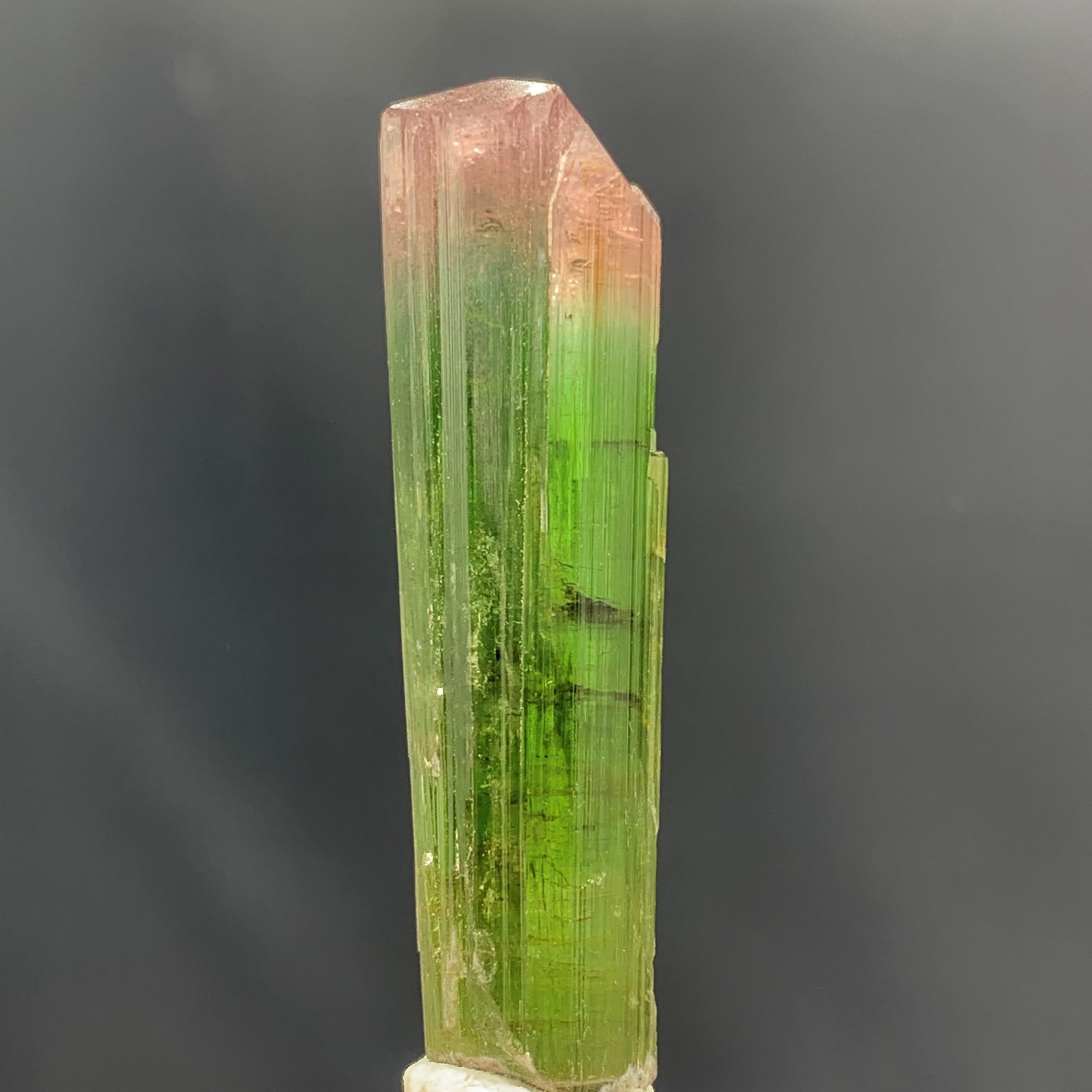 Adam Style Glamorous Natural 69.75 Carat Bi Color Tourmaline Crystal From Afghanistan For Sale
