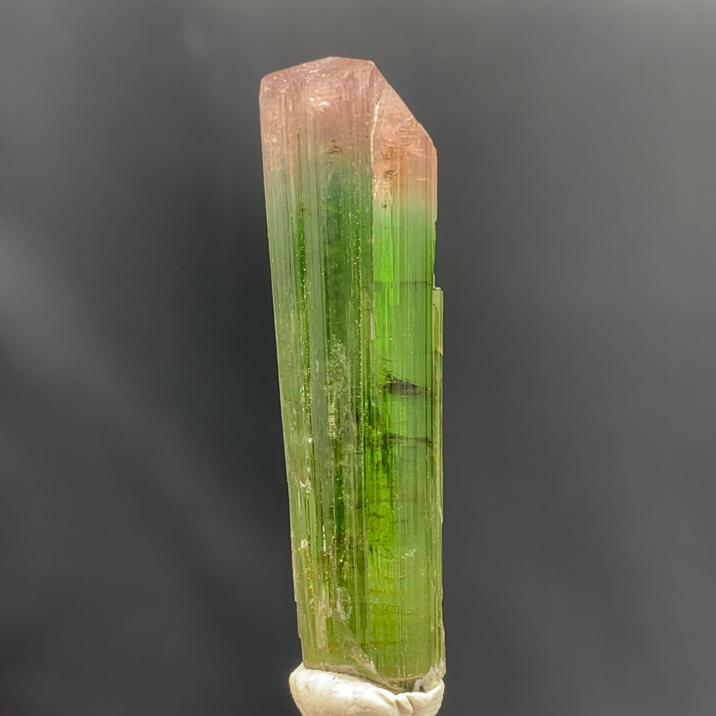 Glamorous Natural 69.75 Carat Bi Color Tourmaline Crystal From Afghanistan In Good Condition For Sale In Peshawar, PK