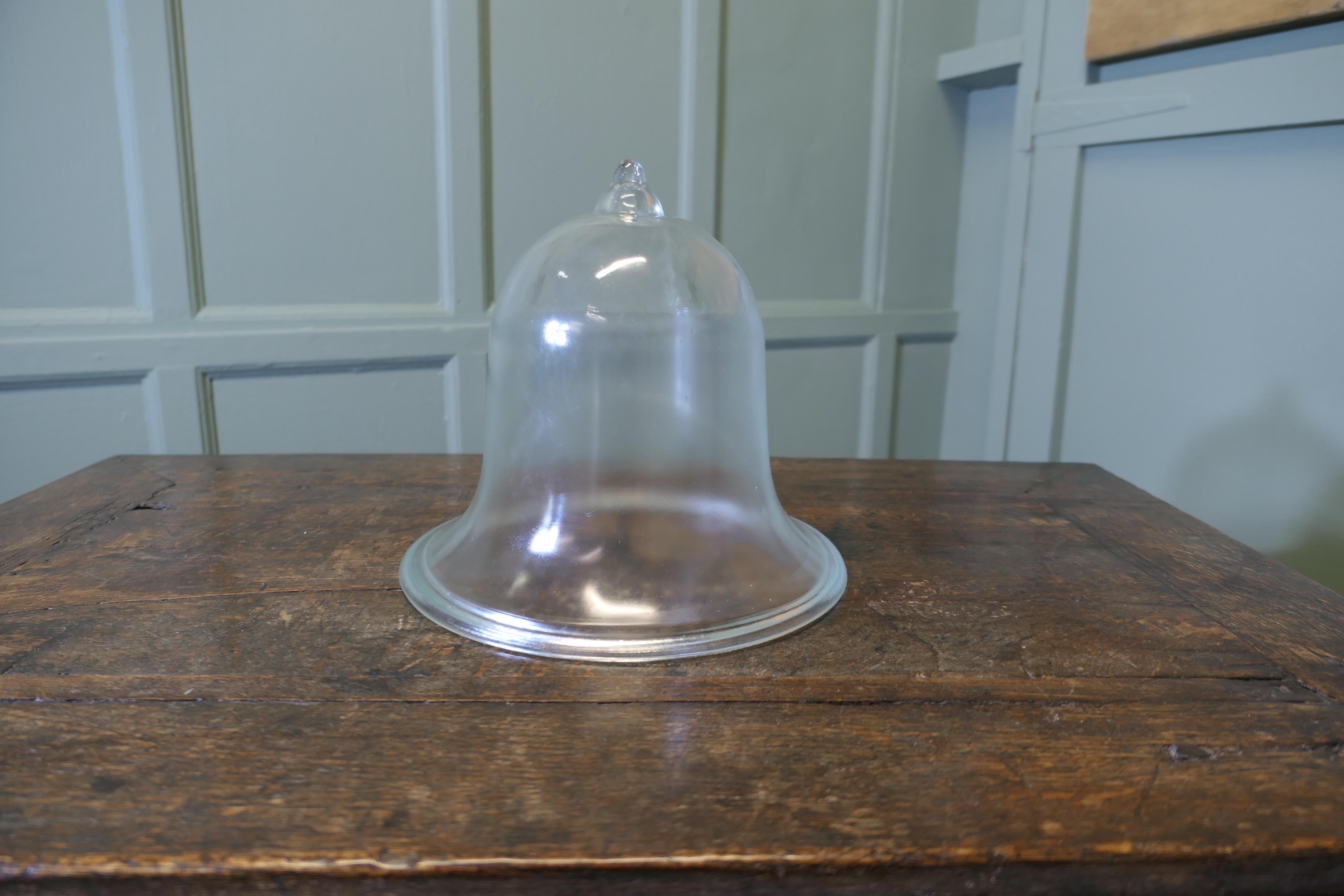Cloche a campana in vetro. 
Realizzato in vetro spesso e resistente, questo pratico oggetto può essere utilizzato per la protezione delle piante.  come copertura per le mosche in cucina
La cloche ha un'altezza di 11