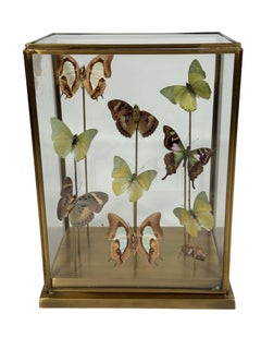 Glass Display Case with Mounted Butterflies, Green and Brown