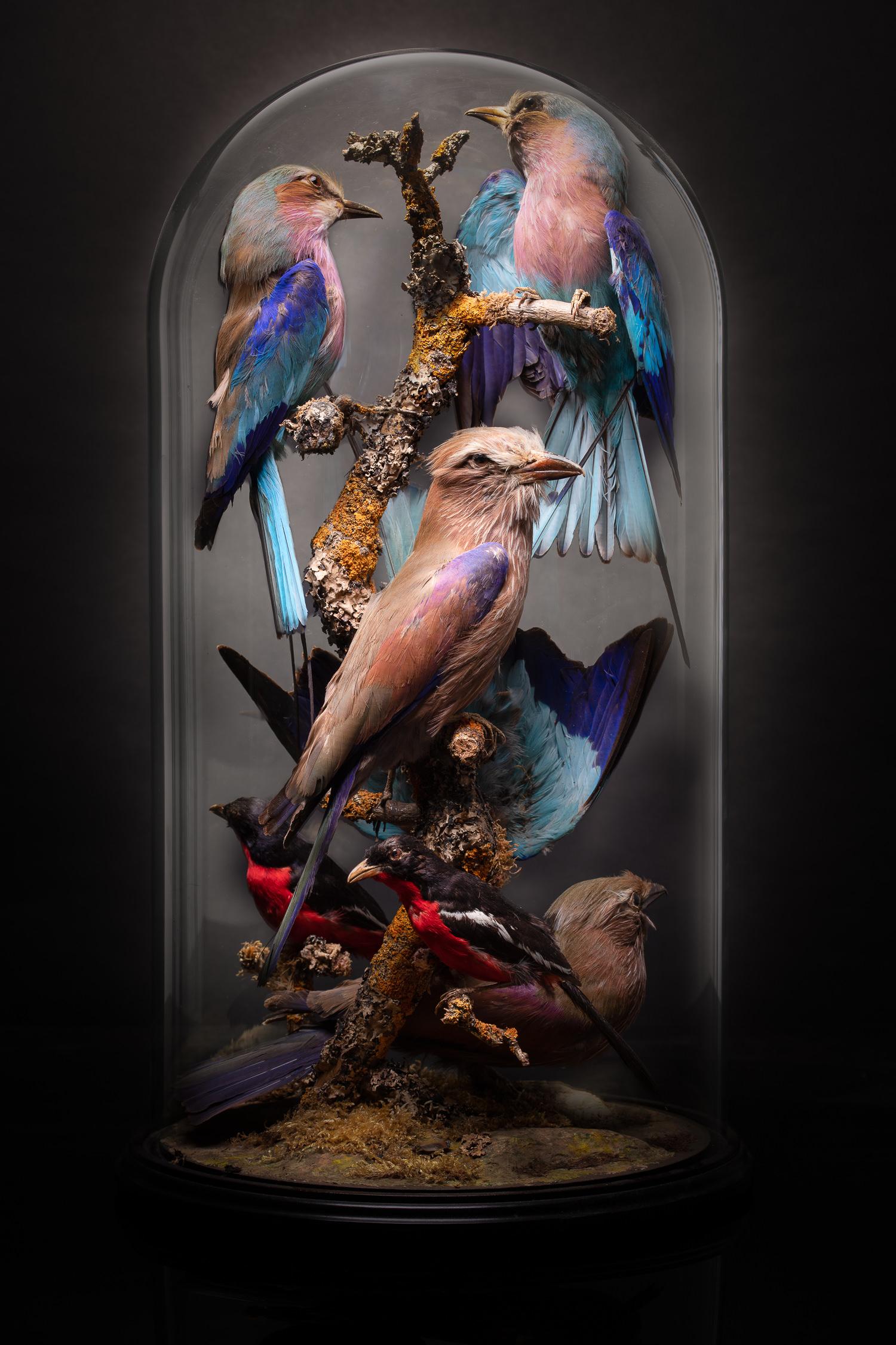 Hand-Crafted Glass Dome on a Circular Wooden Base with Exotic Birds