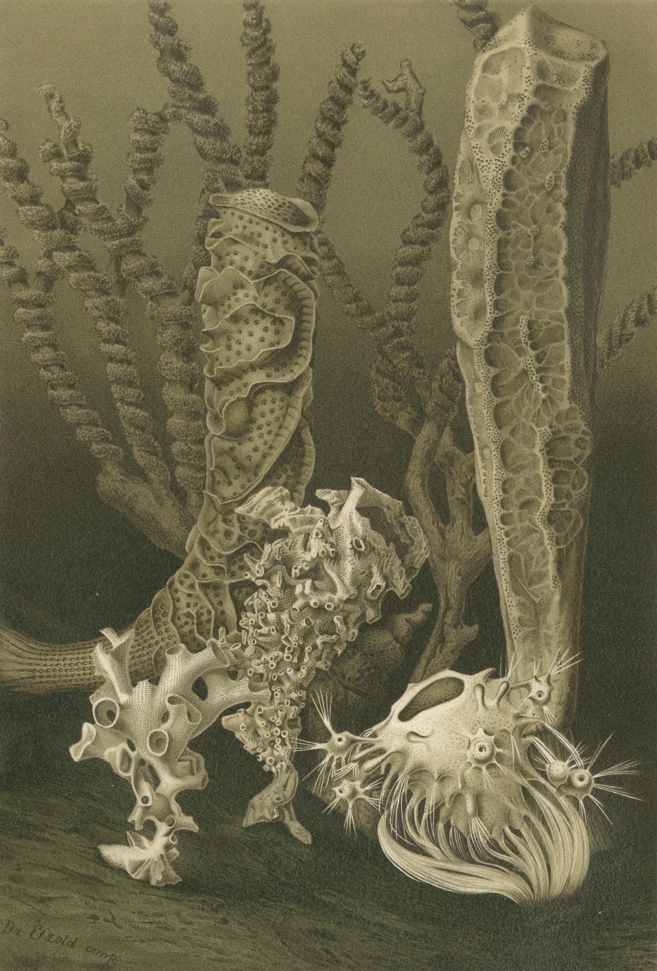 Glass Sponges – Deep-Sea Marine Life, Royal Natural History, 1896