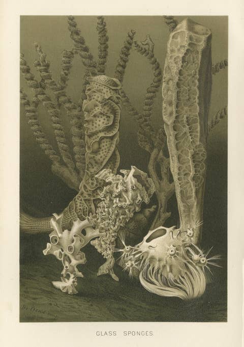 Glass Sponges – Deep-Sea Marine Life, Royal Natural History, 1896