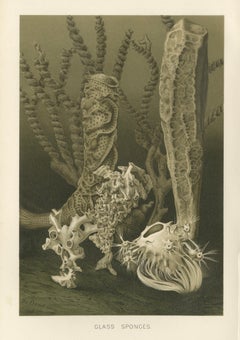 Glass Sponges – Deep-Sea Marine Life, Royal Natural History, 1896