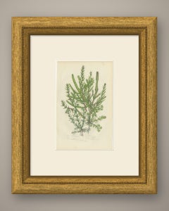Glasswort, Sea Blite and Saltwort, Antique Salt Marsh Plate, circa 1873