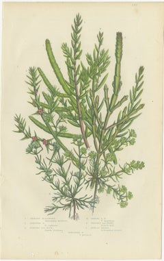 Glasswort, Sea Blite and Saltwort, Antique Salt Marsh Plate, circa 1873