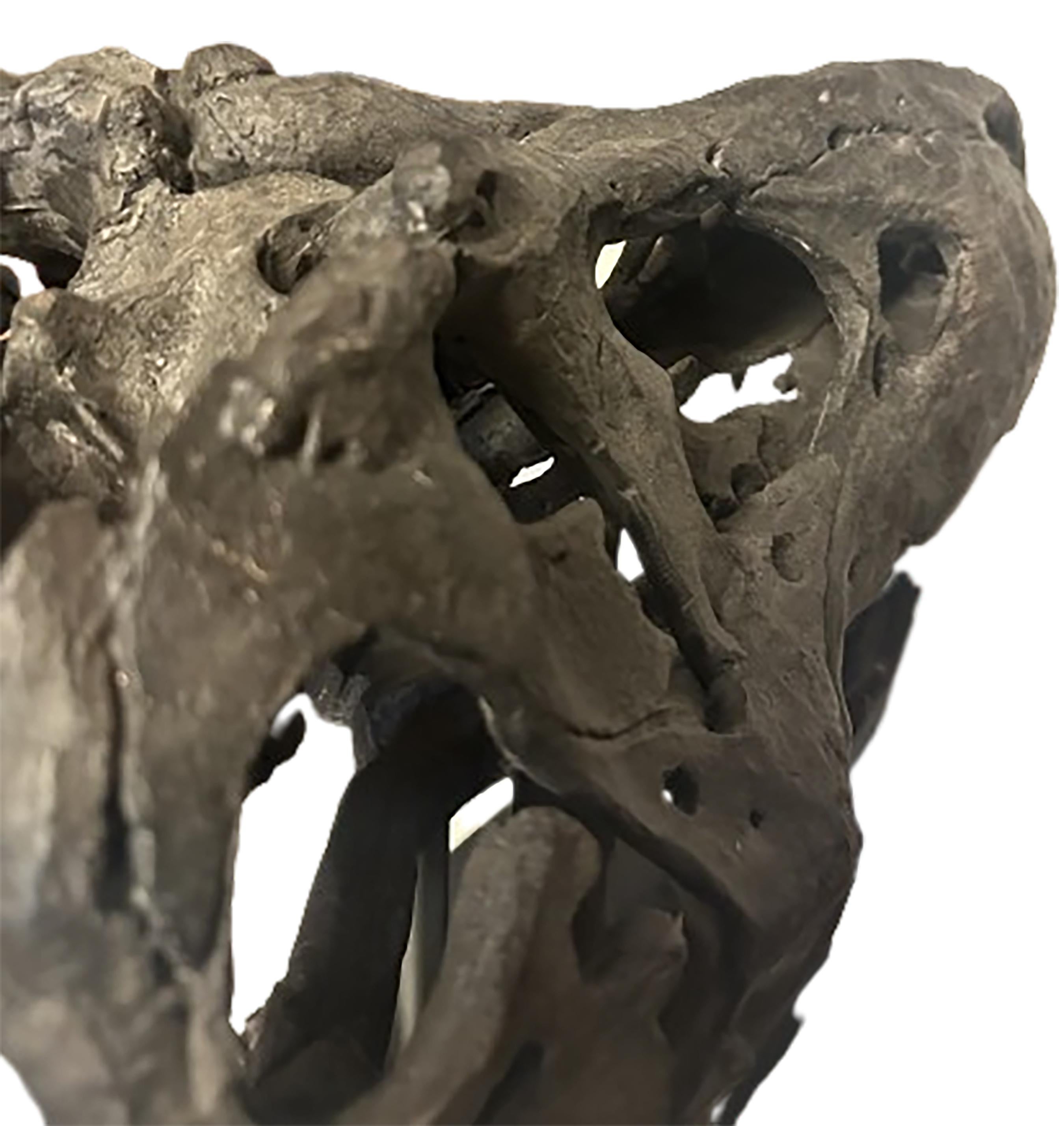 Glazed Dark Bronze Finish Dinosaur Skull with Base For Sale 3