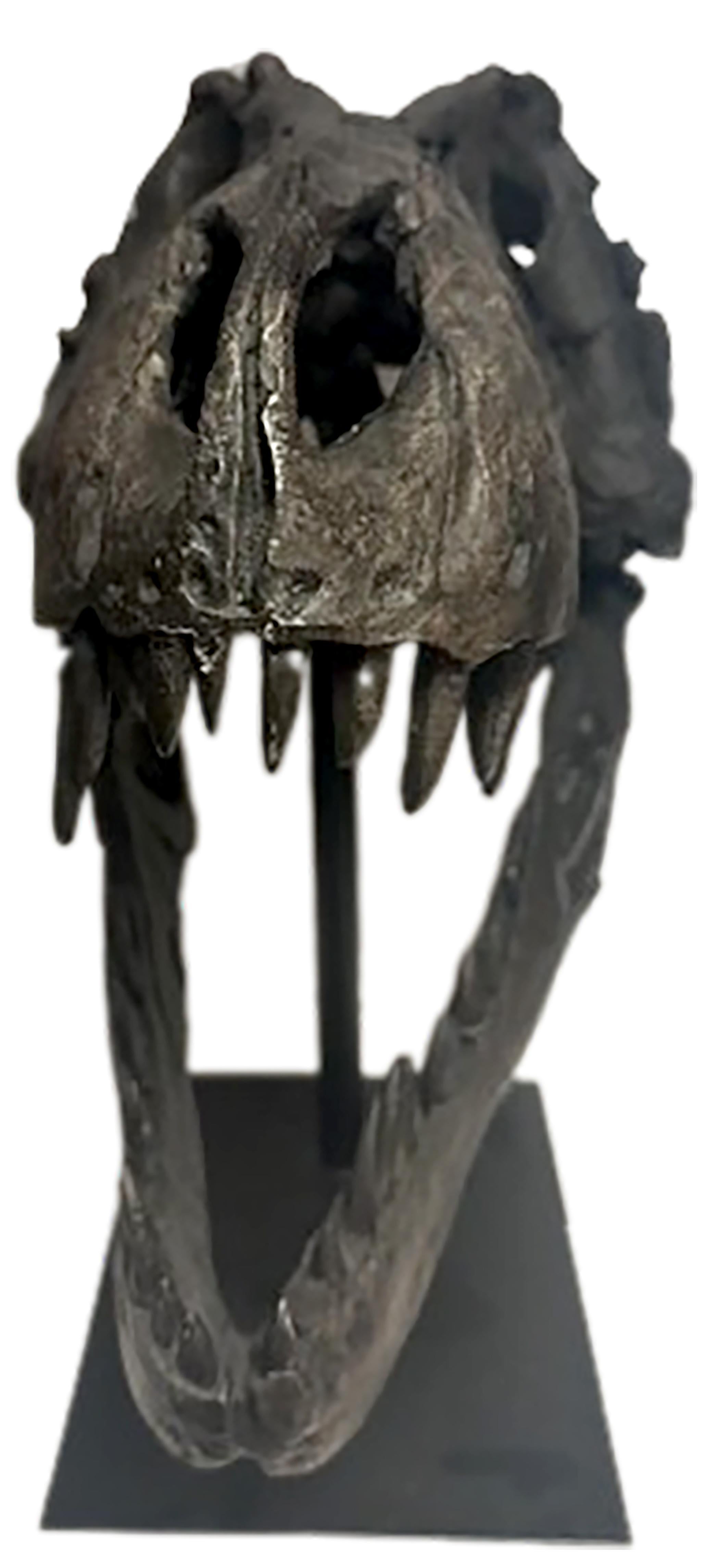 Cast Glazed Dark Bronze Finish Dinosaur Skull with Base For Sale