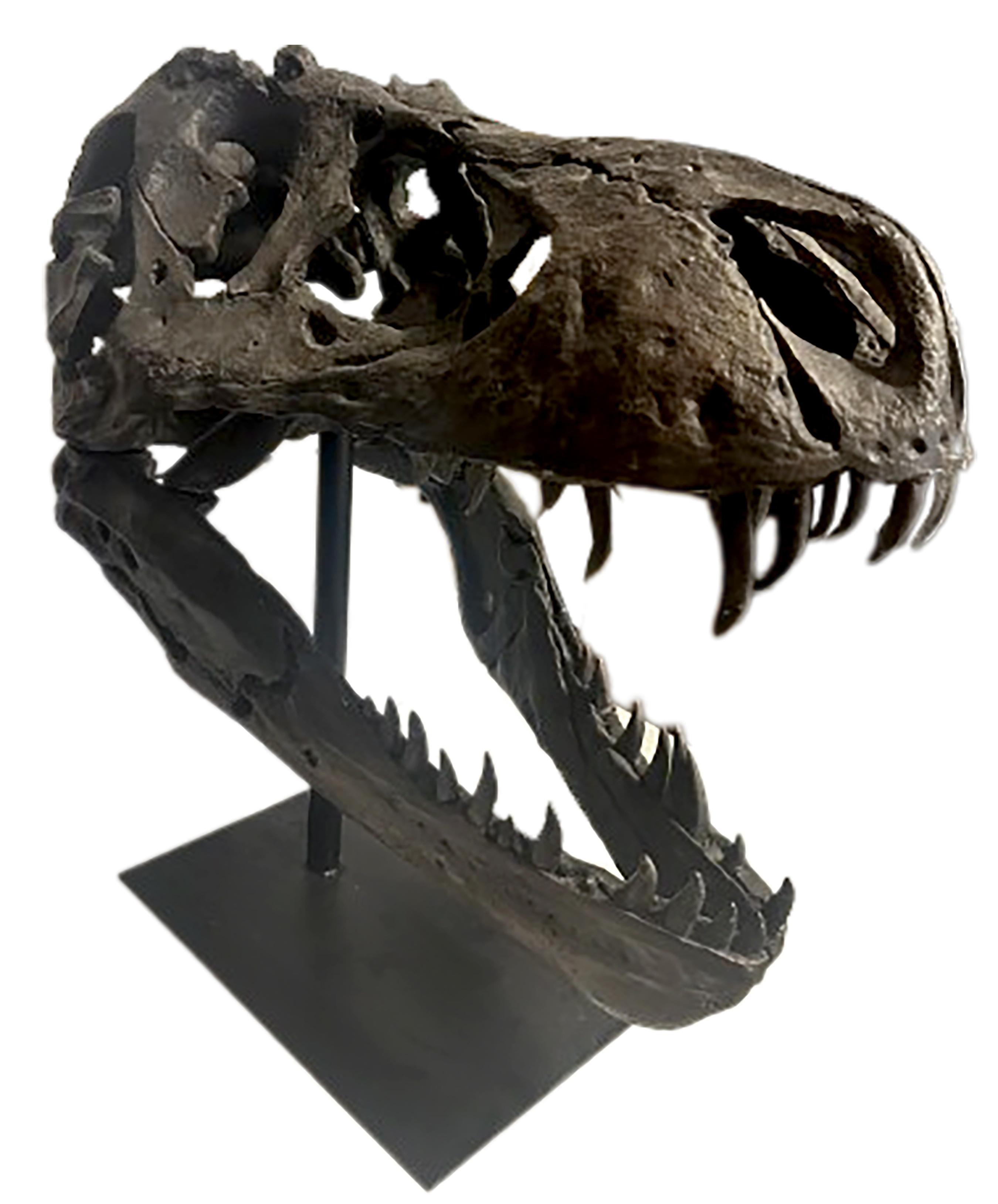 20th Century Glazed Dark Bronze Finish Dinosaur Skull with Base For Sale