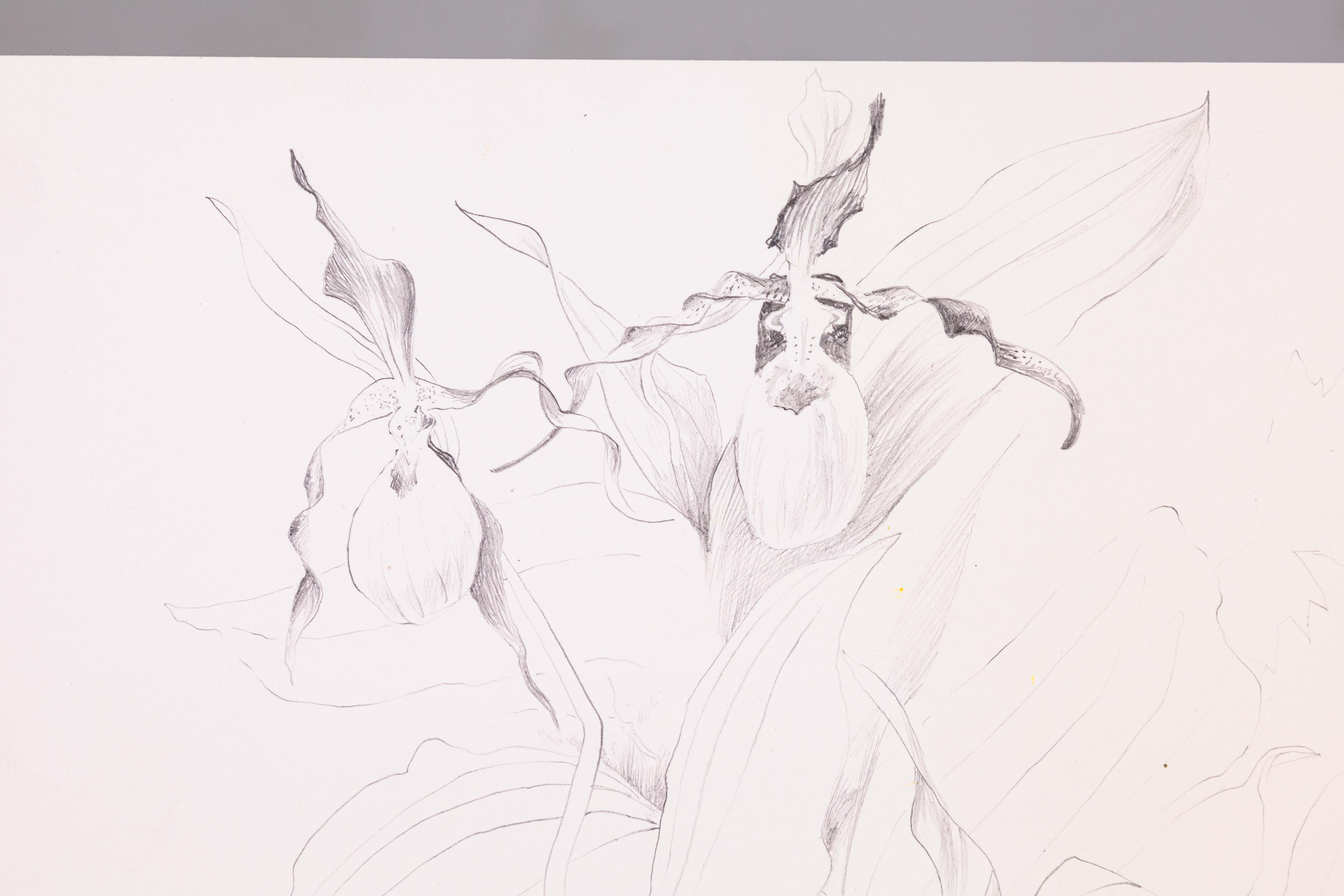 Eine moderne Graphitzeichnung auf Papier des Cranbrook-Künstlers Glen Michaels. Signiert mit Bleistift unten rechts. Um die 2000er Jahre. Eine einfache Komposition, die eine blühende Orchidee zeigt. Glens skulpturale Kunstwerke sind in öffentlichen