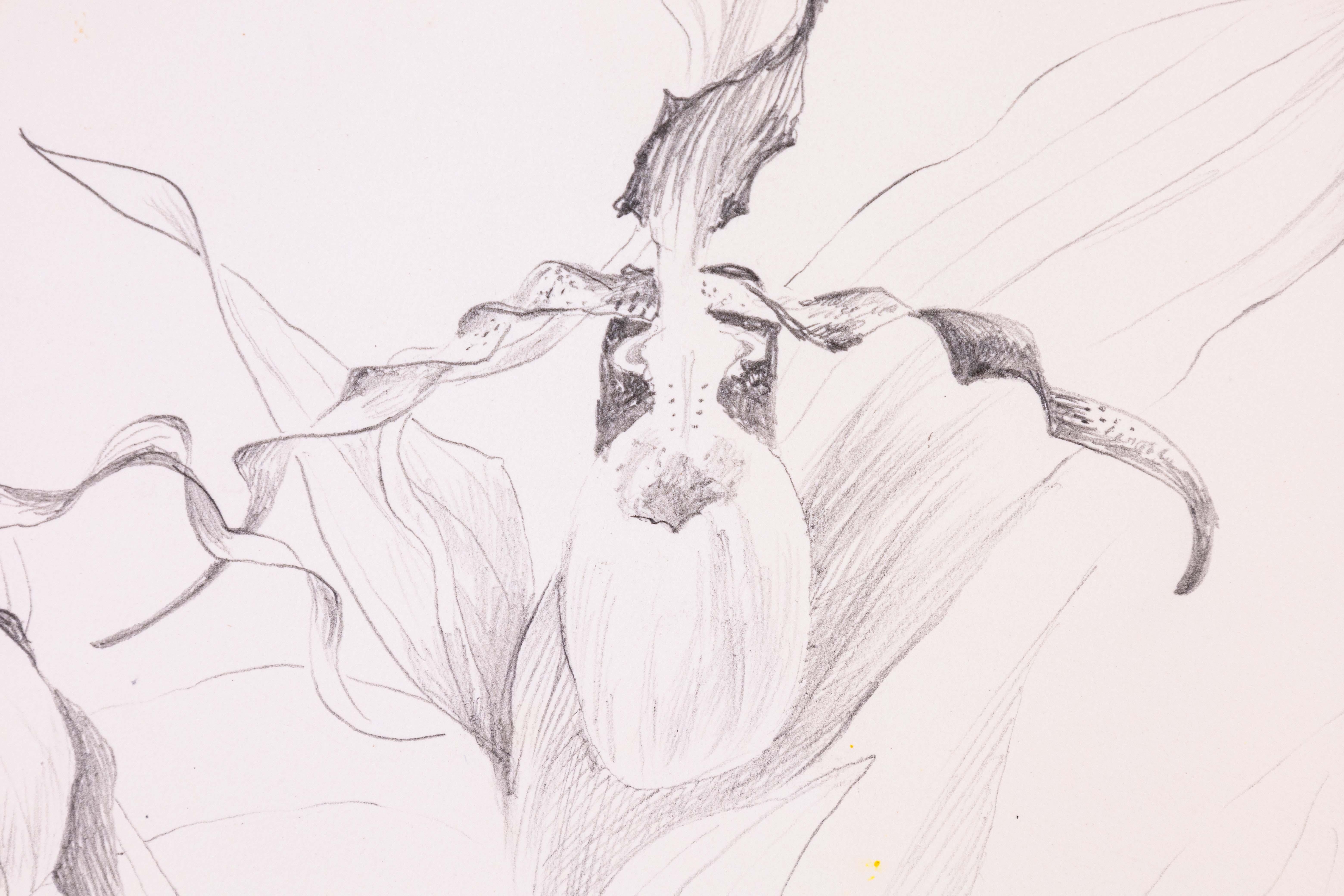 Glen Michaels, signierte moderne Orchideen-Graphit-Zeichnung auf Papier, 14h x 11w, ungerahmt (amerikanisch) im Angebot