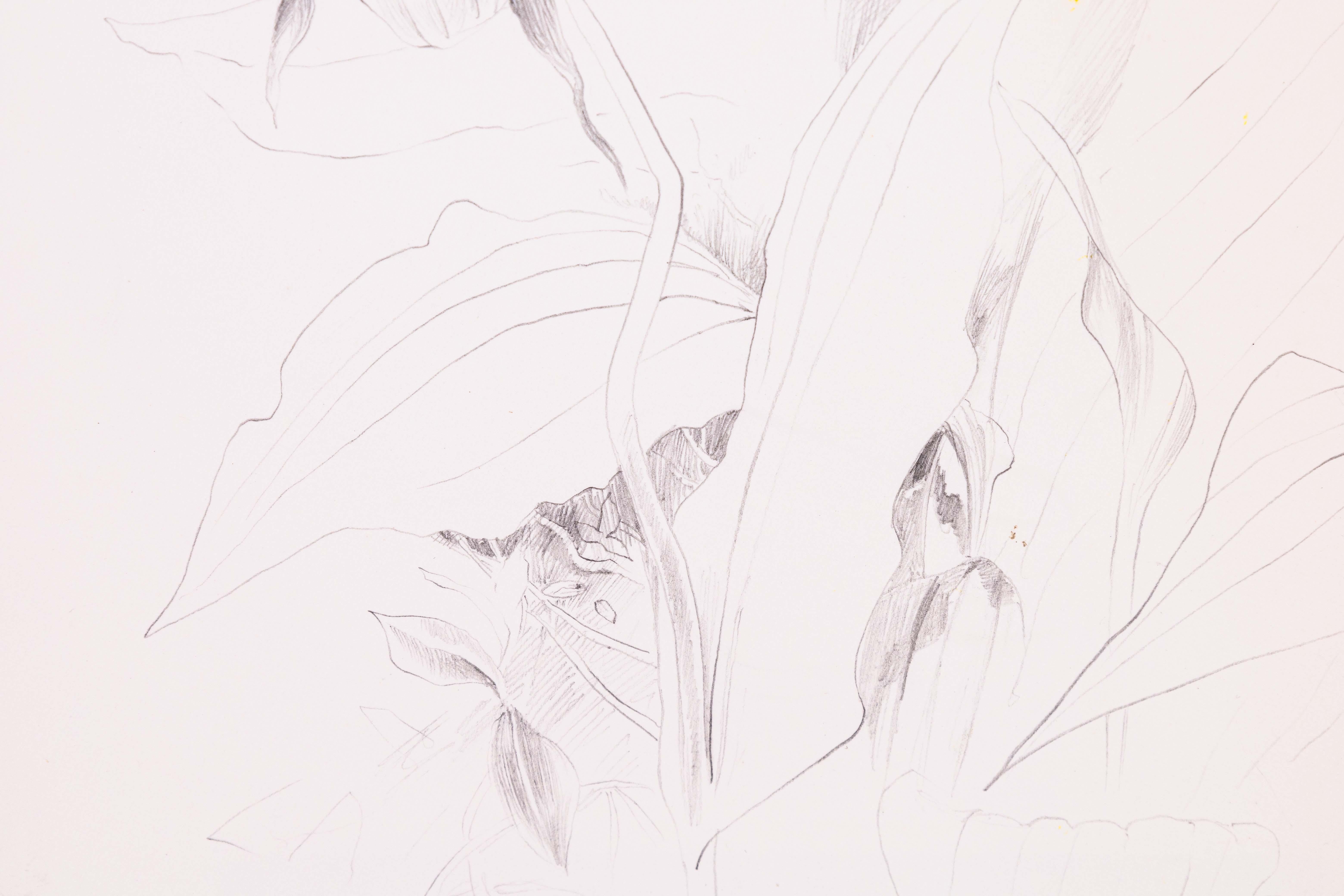 Glen Michaels, signierte moderne Orchideen-Graphit-Zeichnung auf Papier, 14h x 11w, ungerahmt im Zustand „Gut“ im Angebot in Keego Harbor, MI